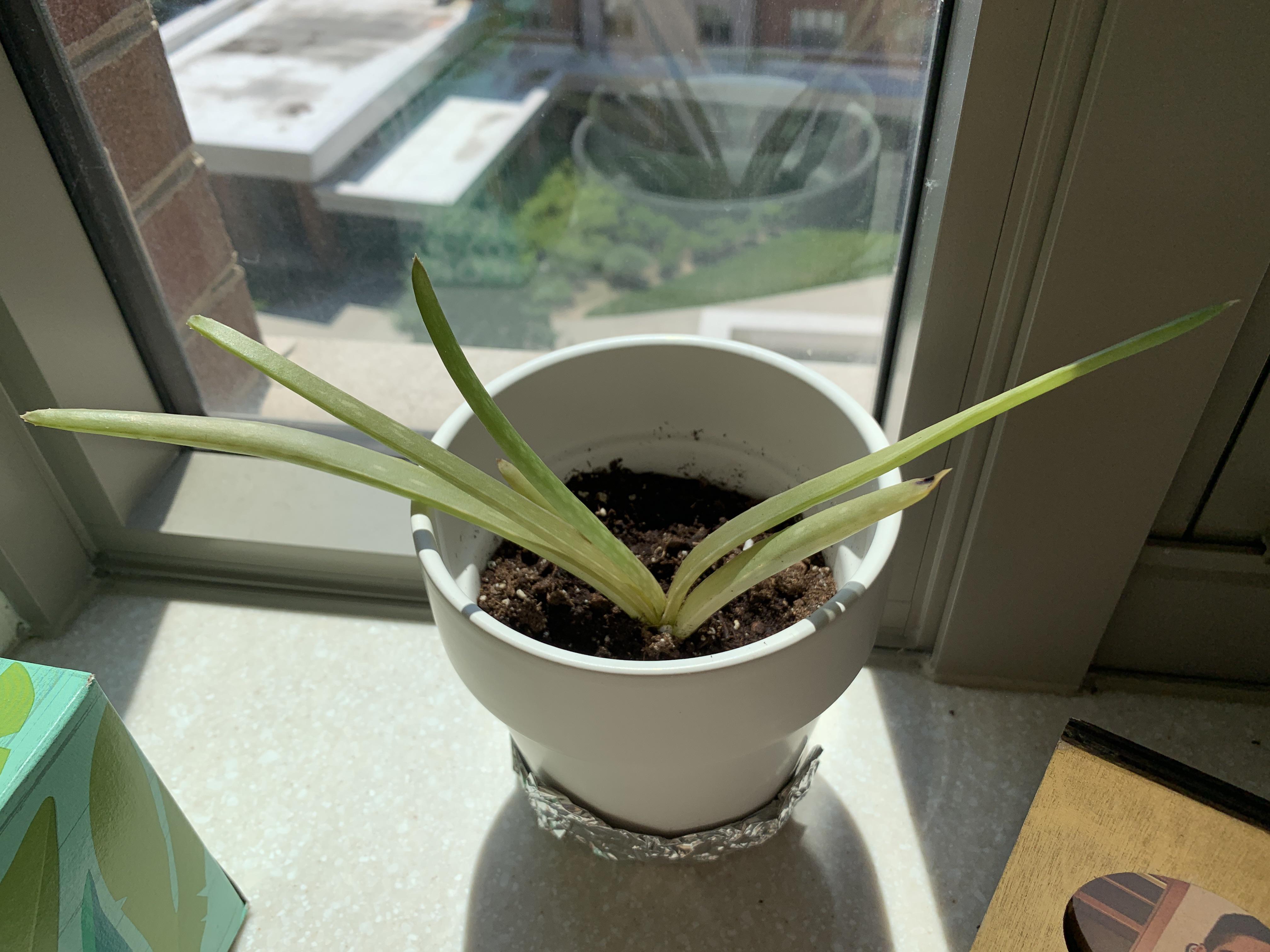 Recently repotted aloe Vera r/plantclinic