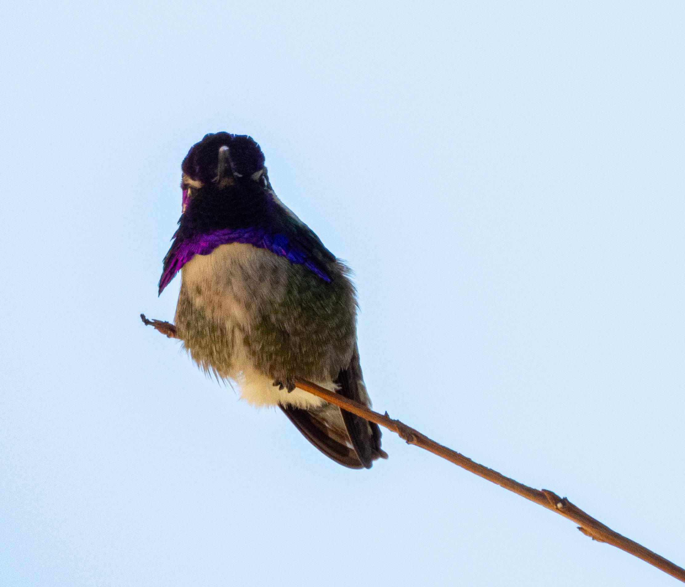 Hummingbird from my back yard in Las Vegas, NV r/birds