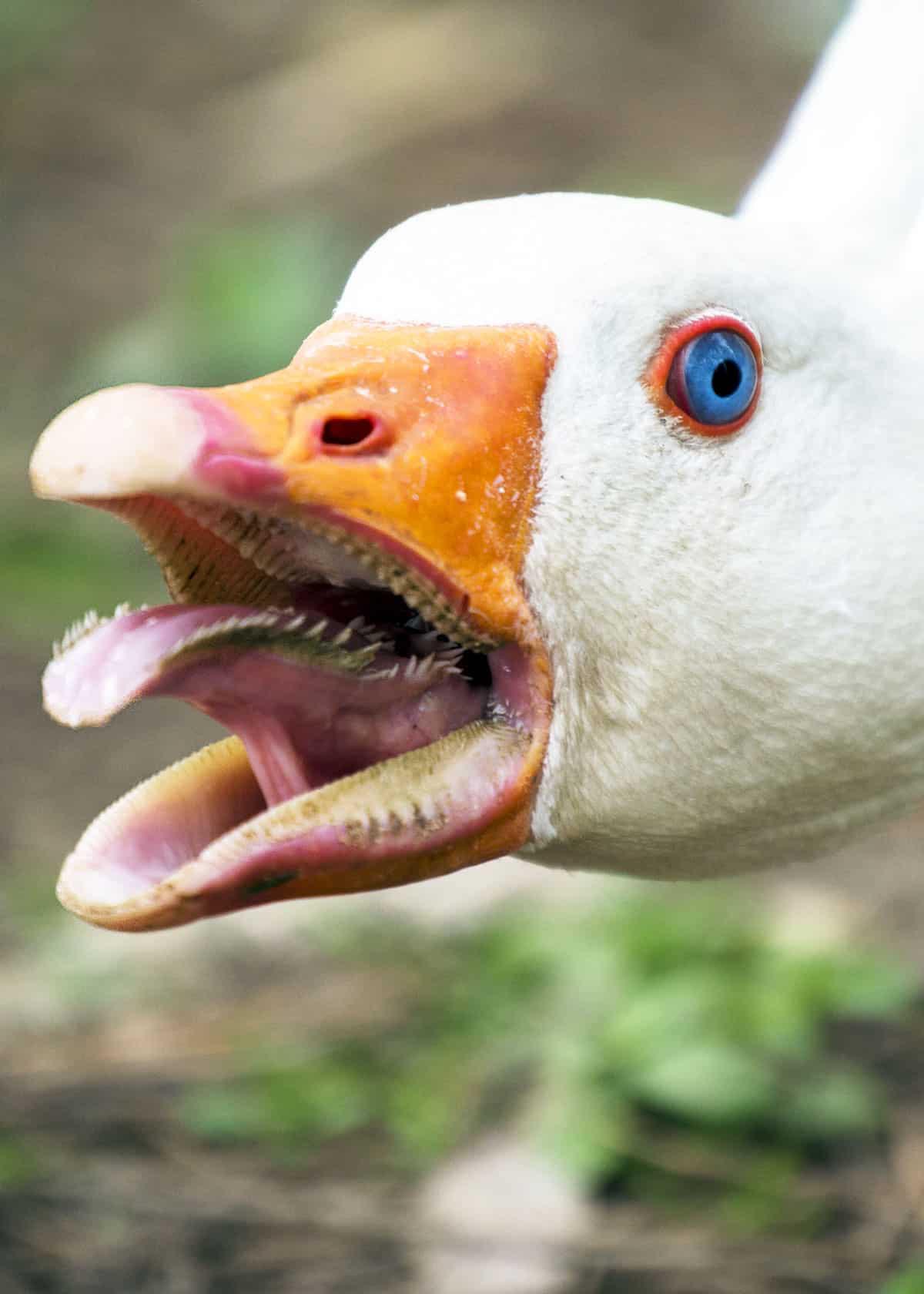 If they weren’t intense enough. Geese have teeth on their tongues. r/natureismetal