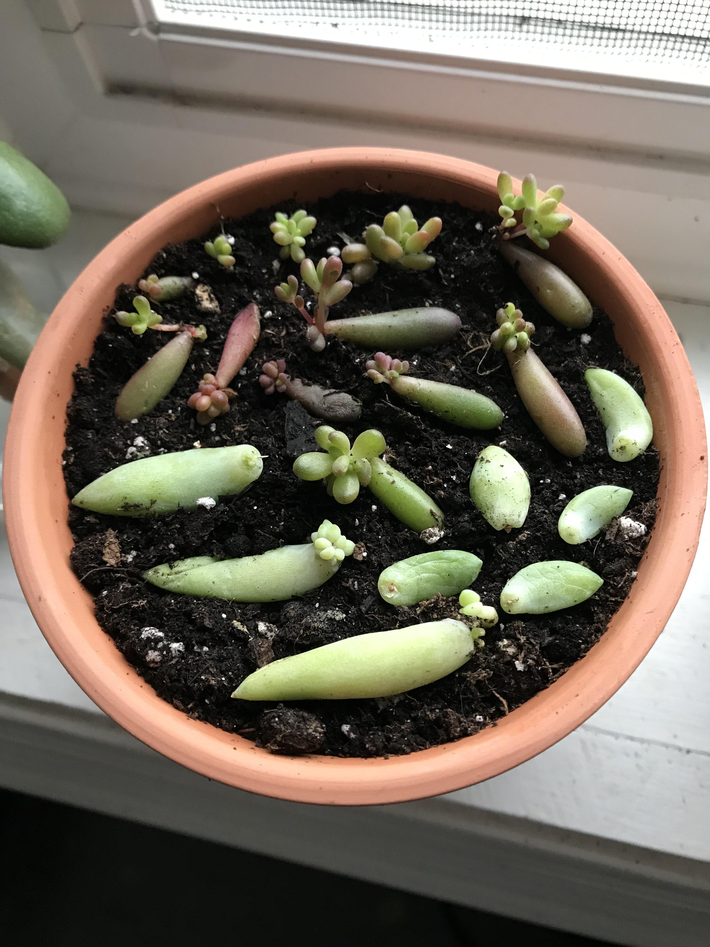 Have never propagated succulents before. Bought a jelly