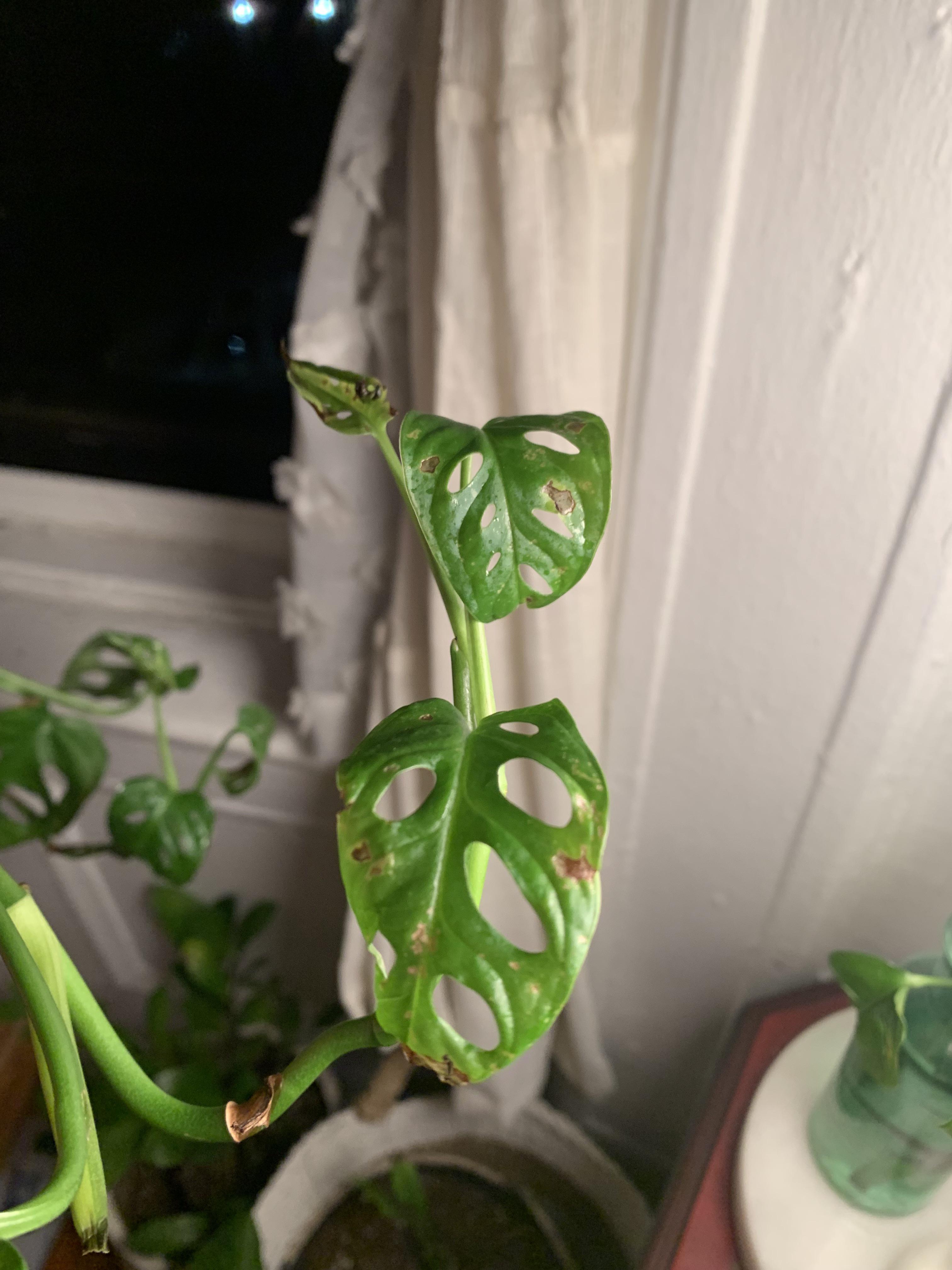 Is this a pest on my Swiss cheese plant? r/plantclinic