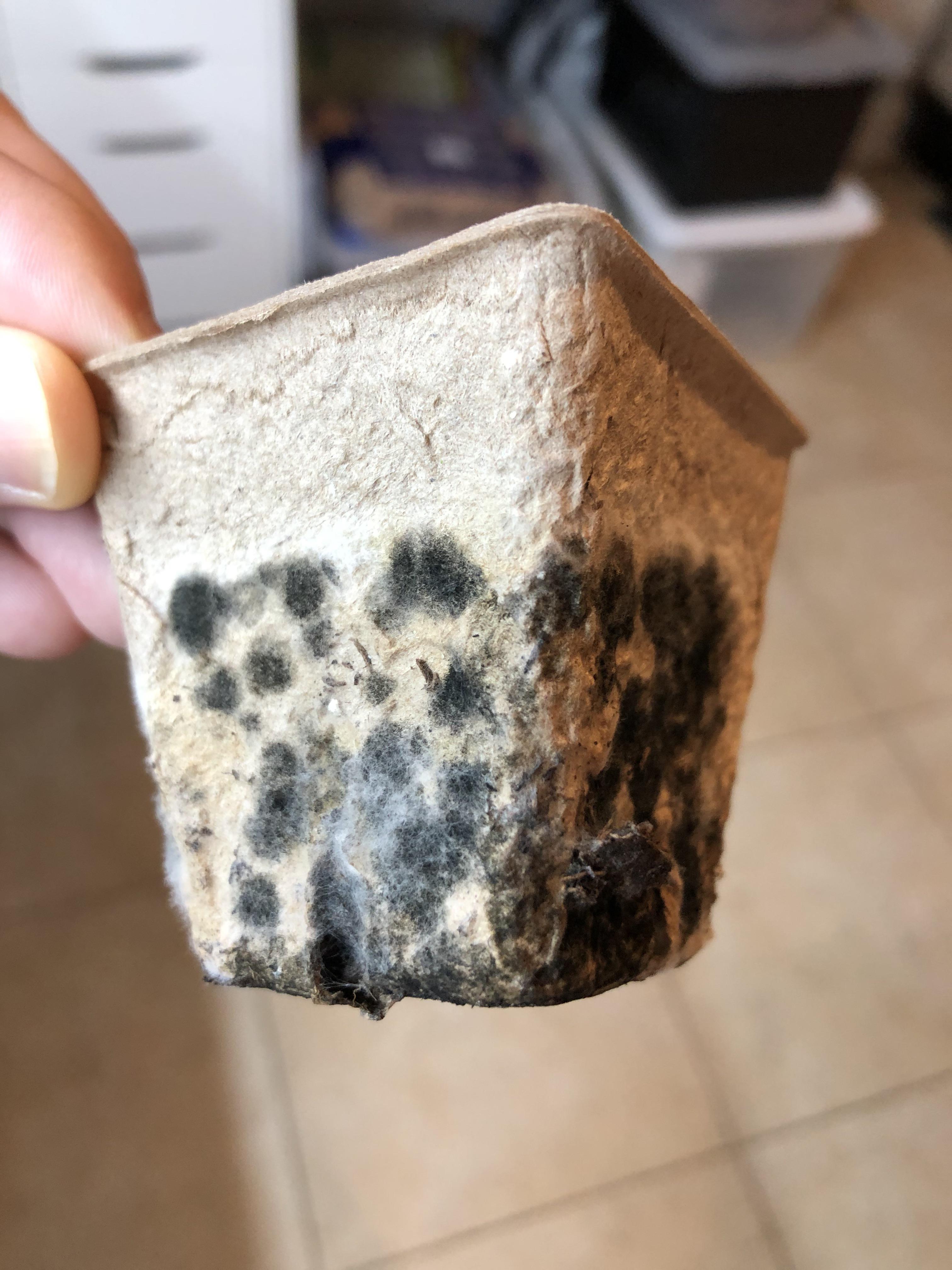 Moldy seed starter pots should I discard? r/gardening