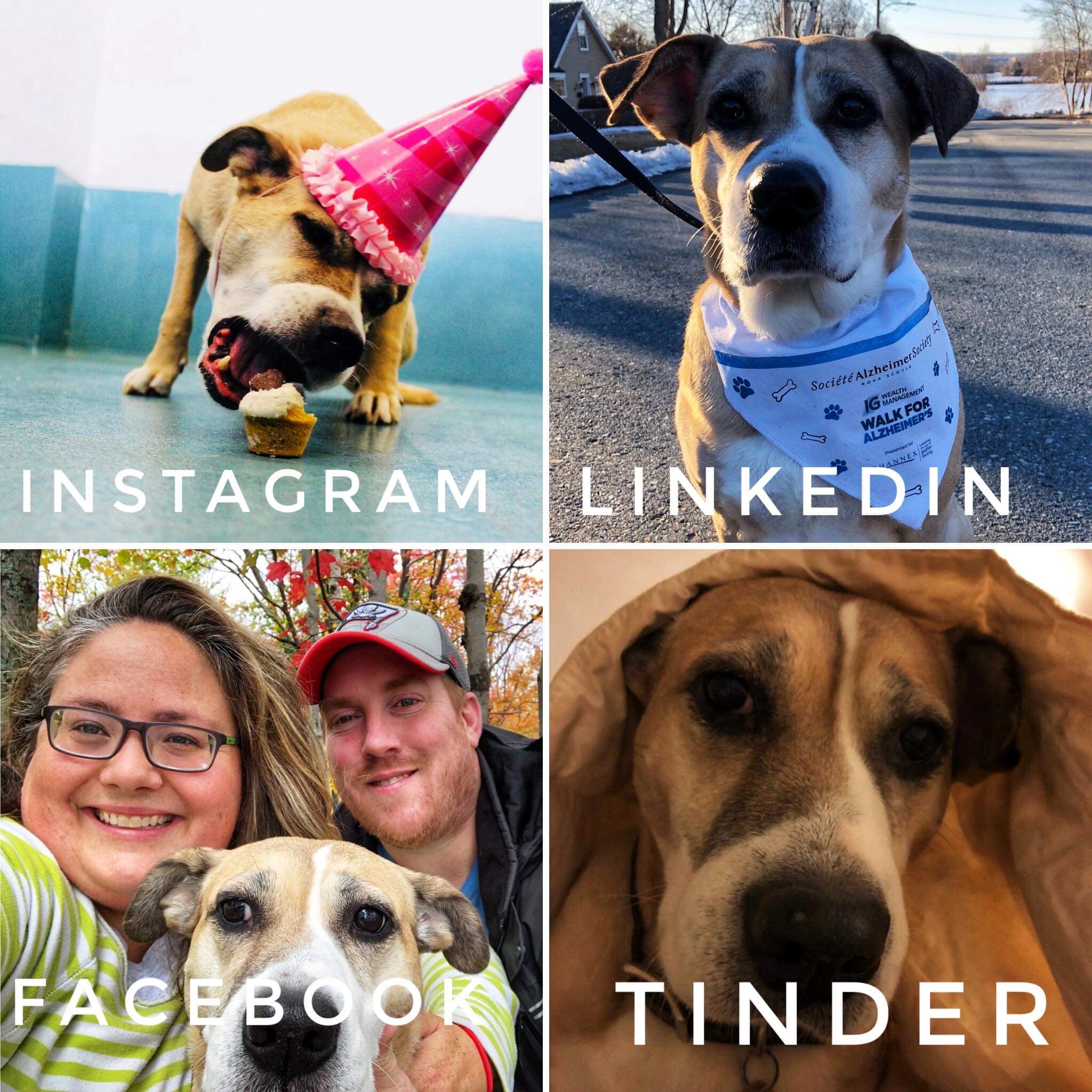 My social media mogul r/aww