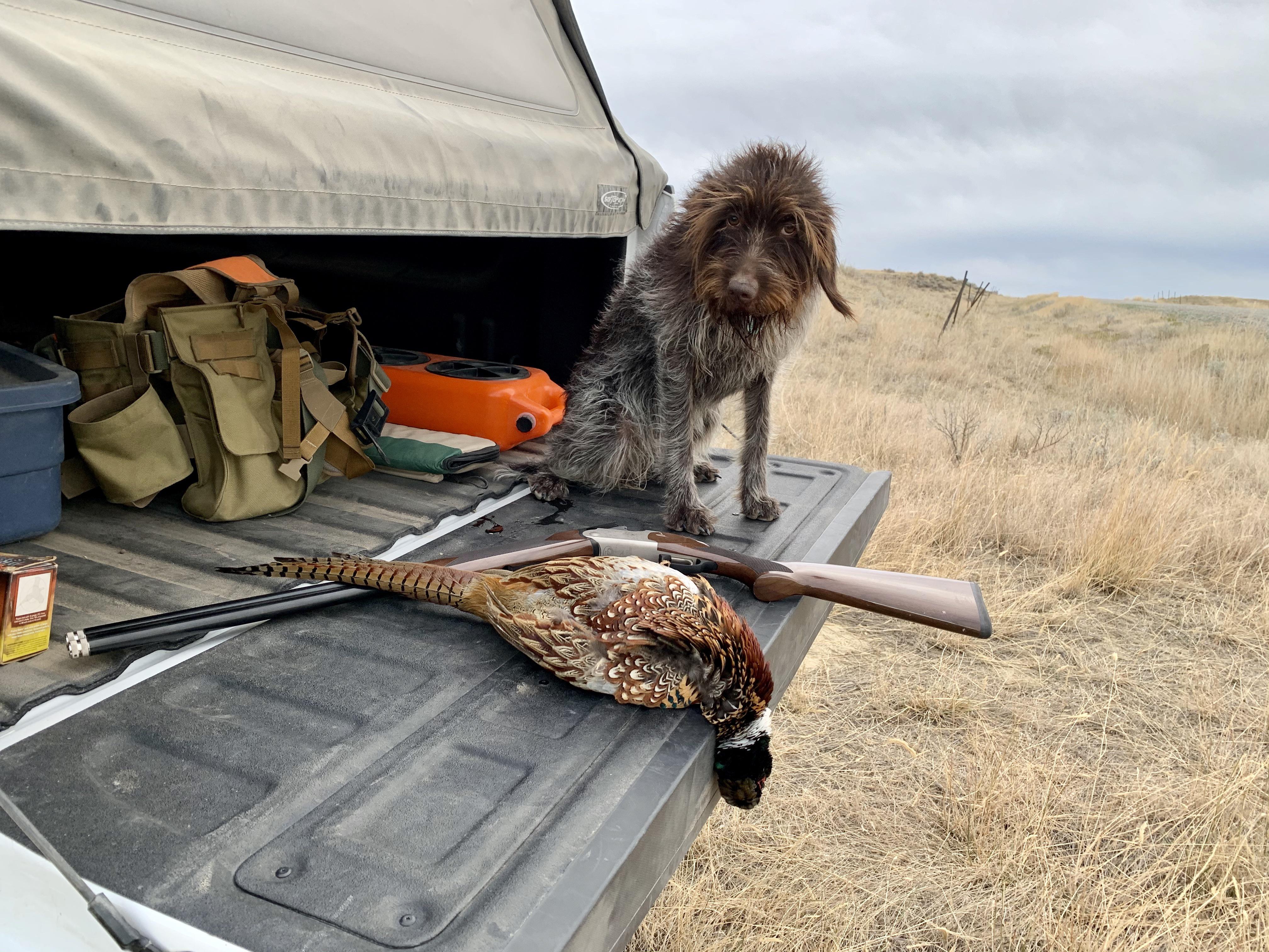 Maddie with her first 2020 Montana rooster. r/birddogs