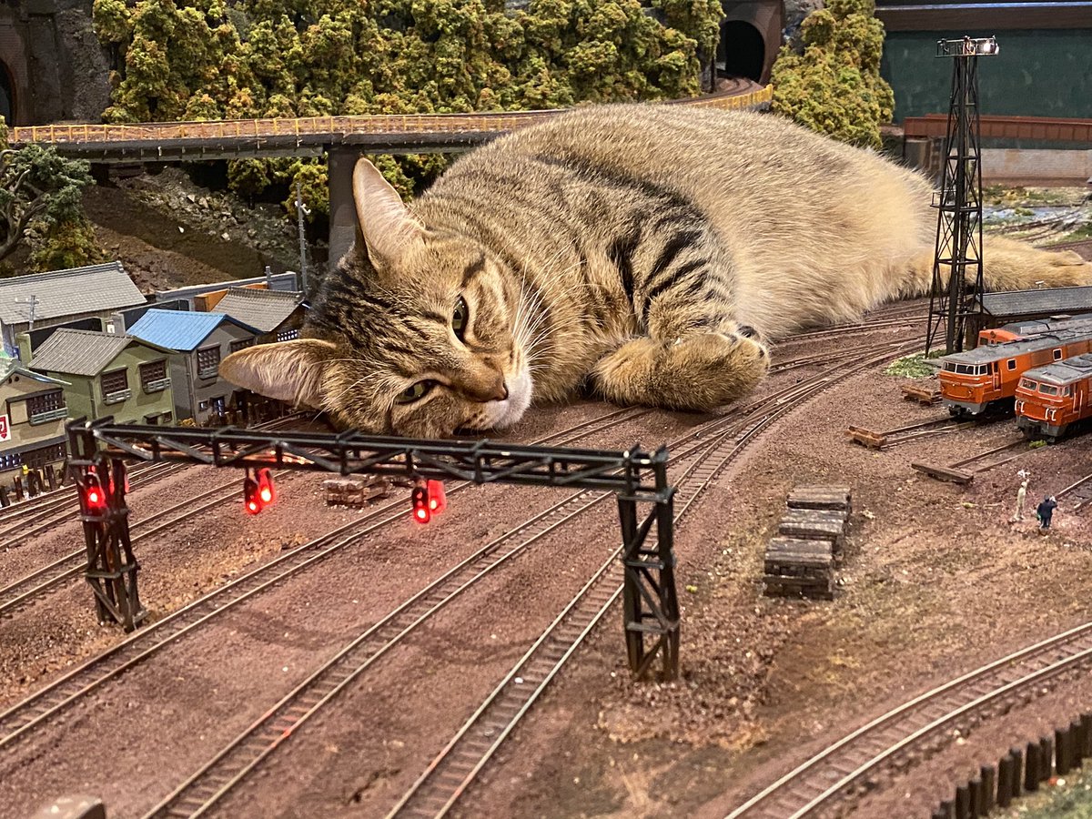 All trains are cancelled because of a cat on the tracks r/aww