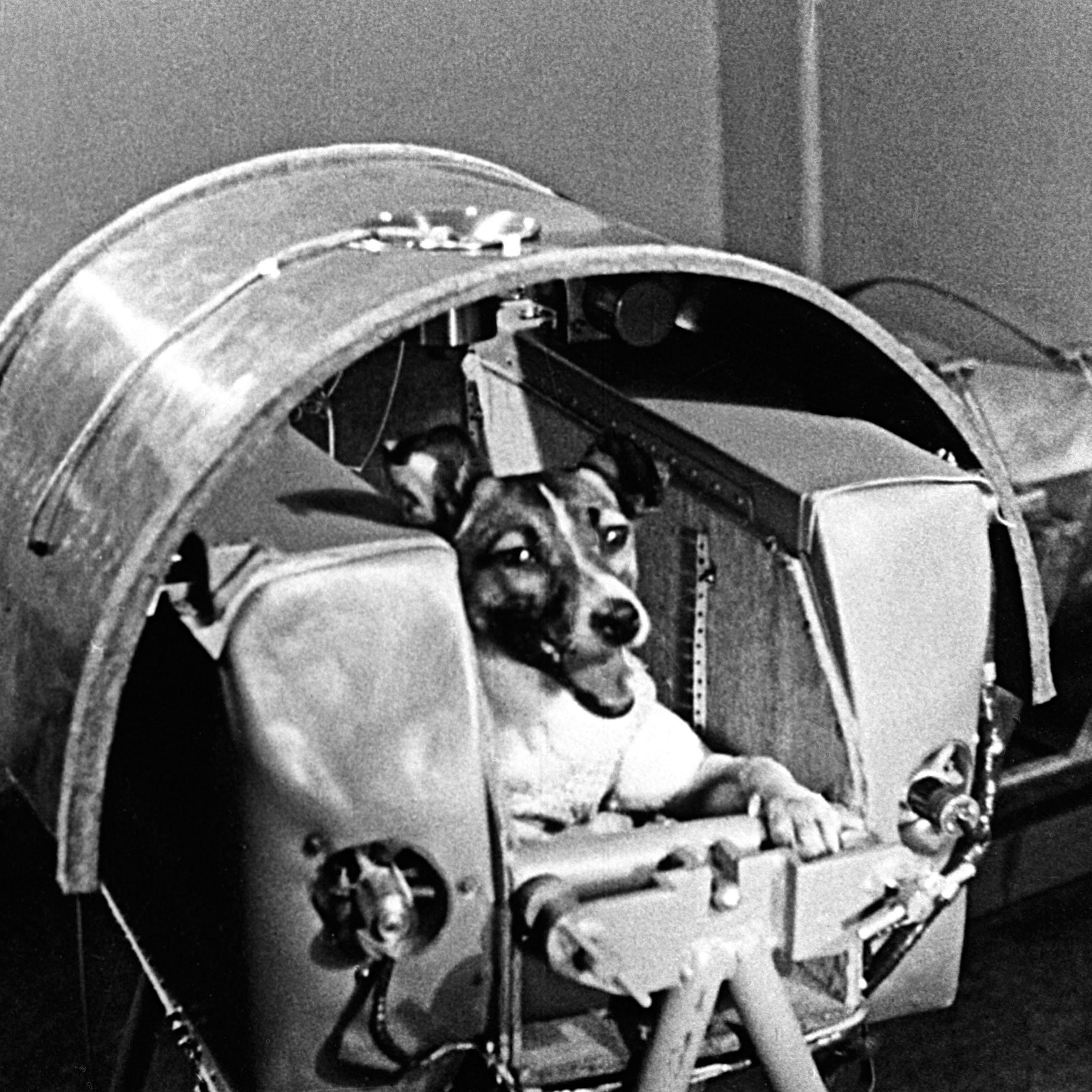 Laika the space dog, a stray mutt found off the streets of Moscow who