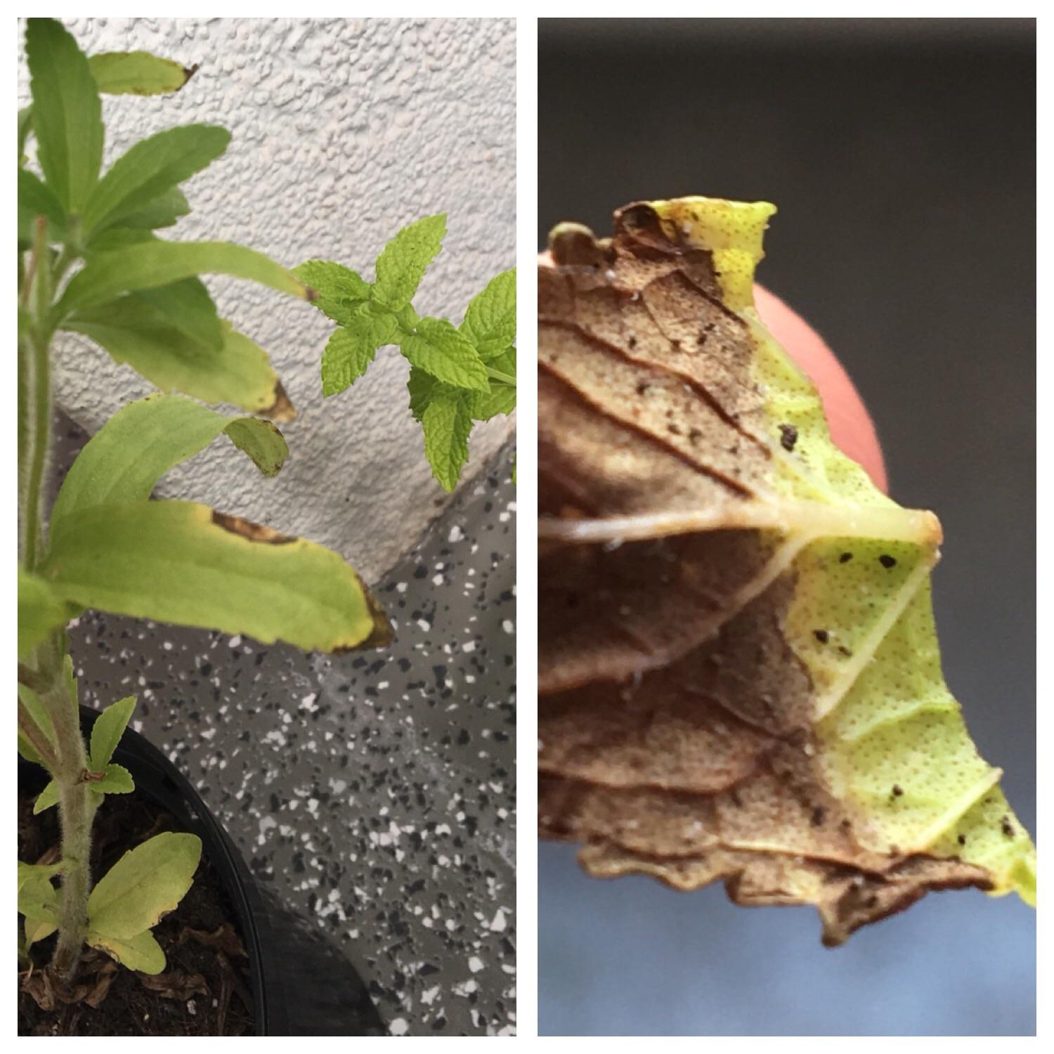 Both my stevia and mint plant's leaves are suddenly dying. Why 😔 r