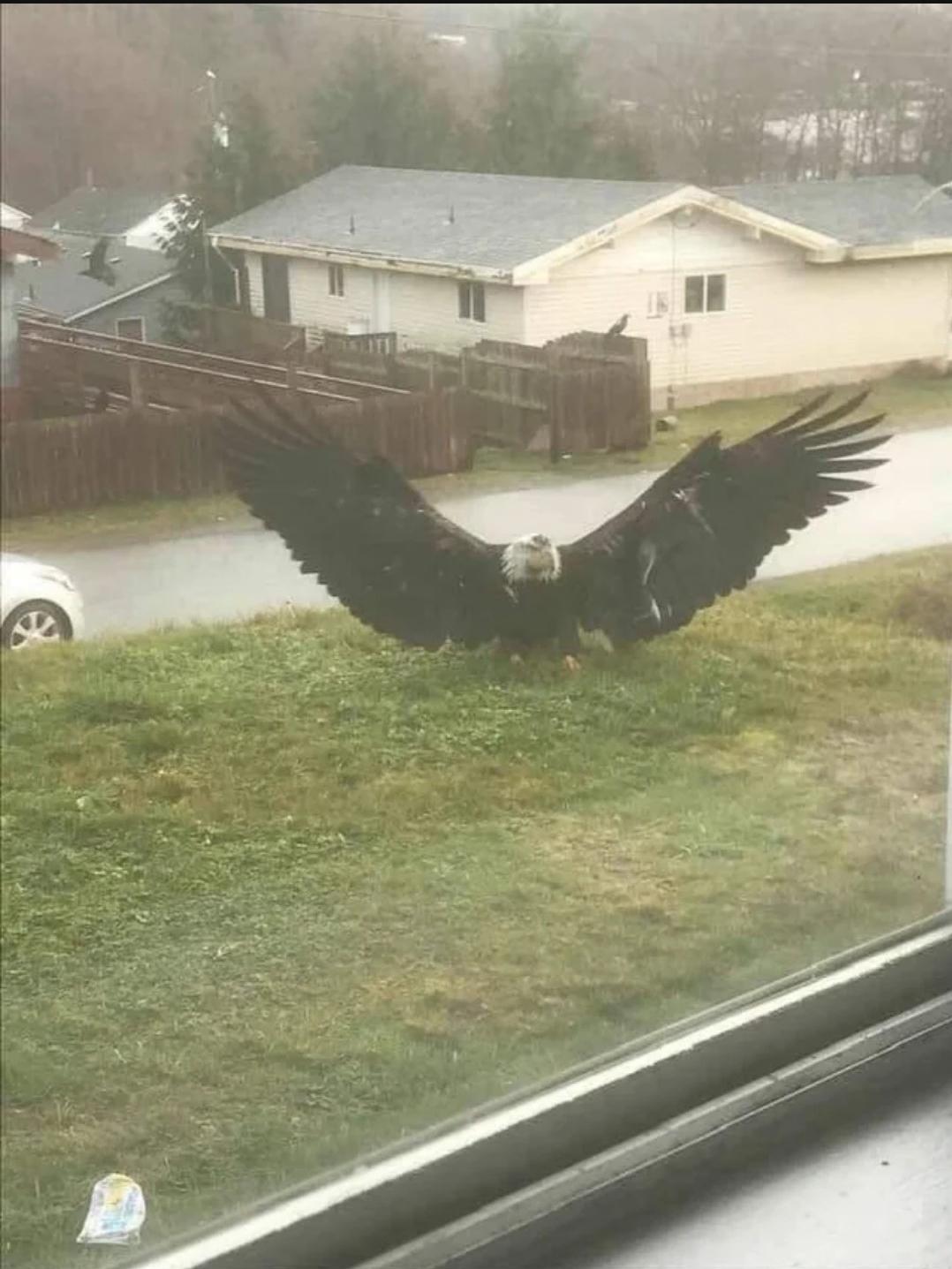 Giant eagle captured in Brownsville, Tx r/confusing_perspective