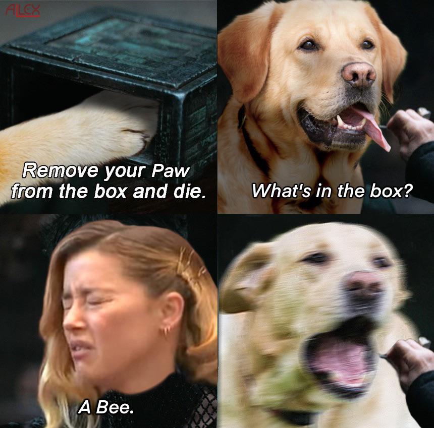 My dog stepped on a bee r/dunememes