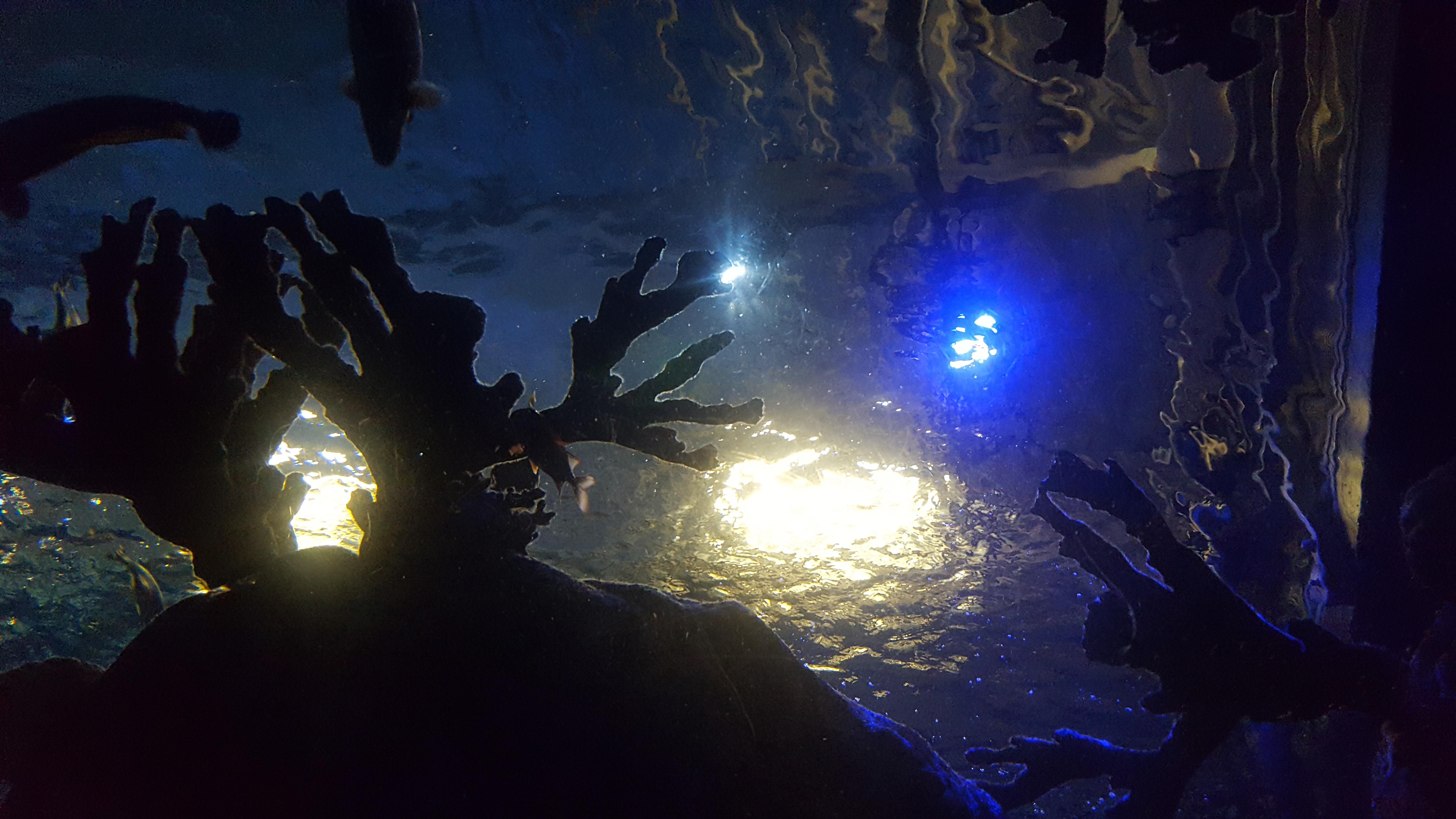 Aquarium in Mall of America, MN. r/Aquariums