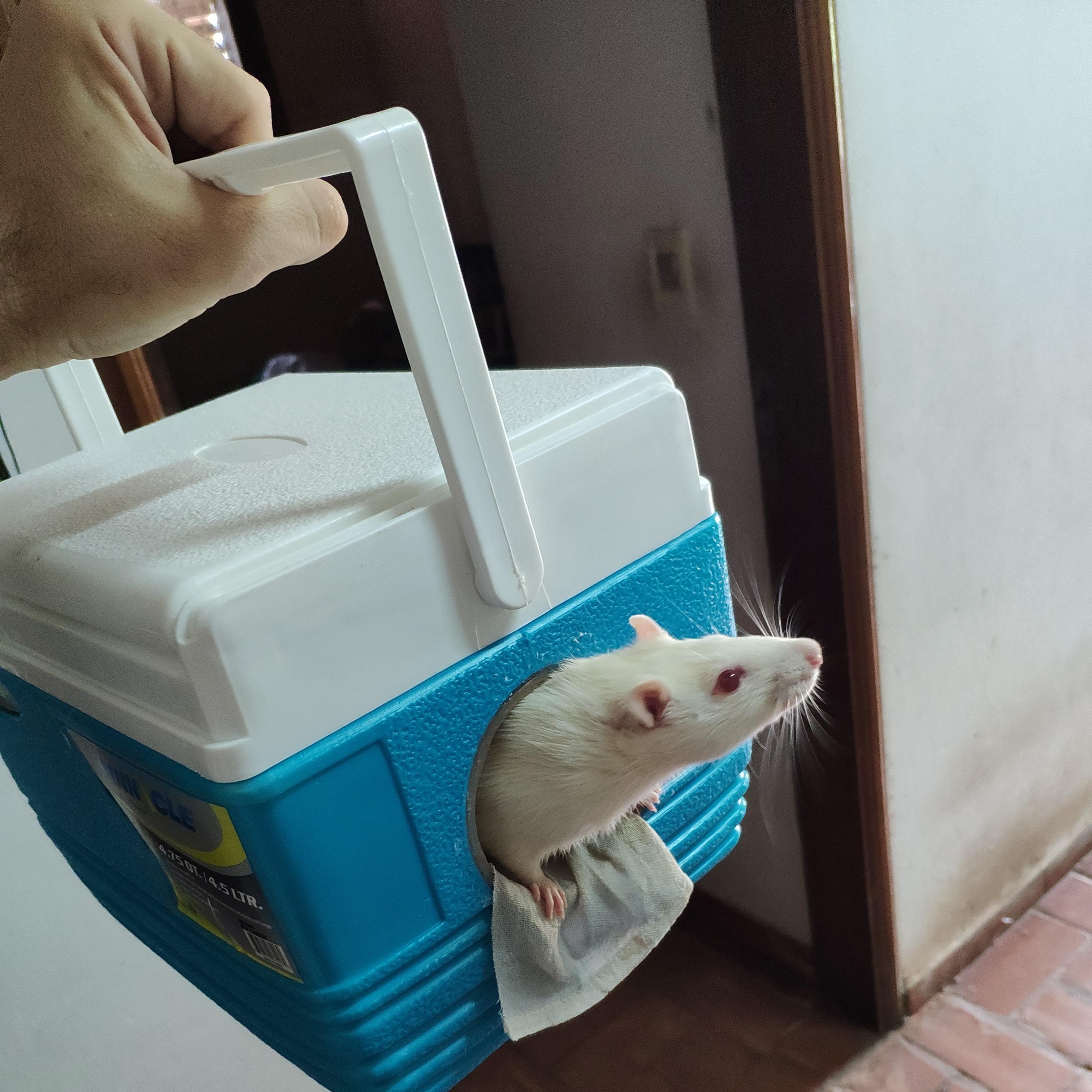 RefrigeRATed! It's very hot in my country right now (40°C 104°F) so I