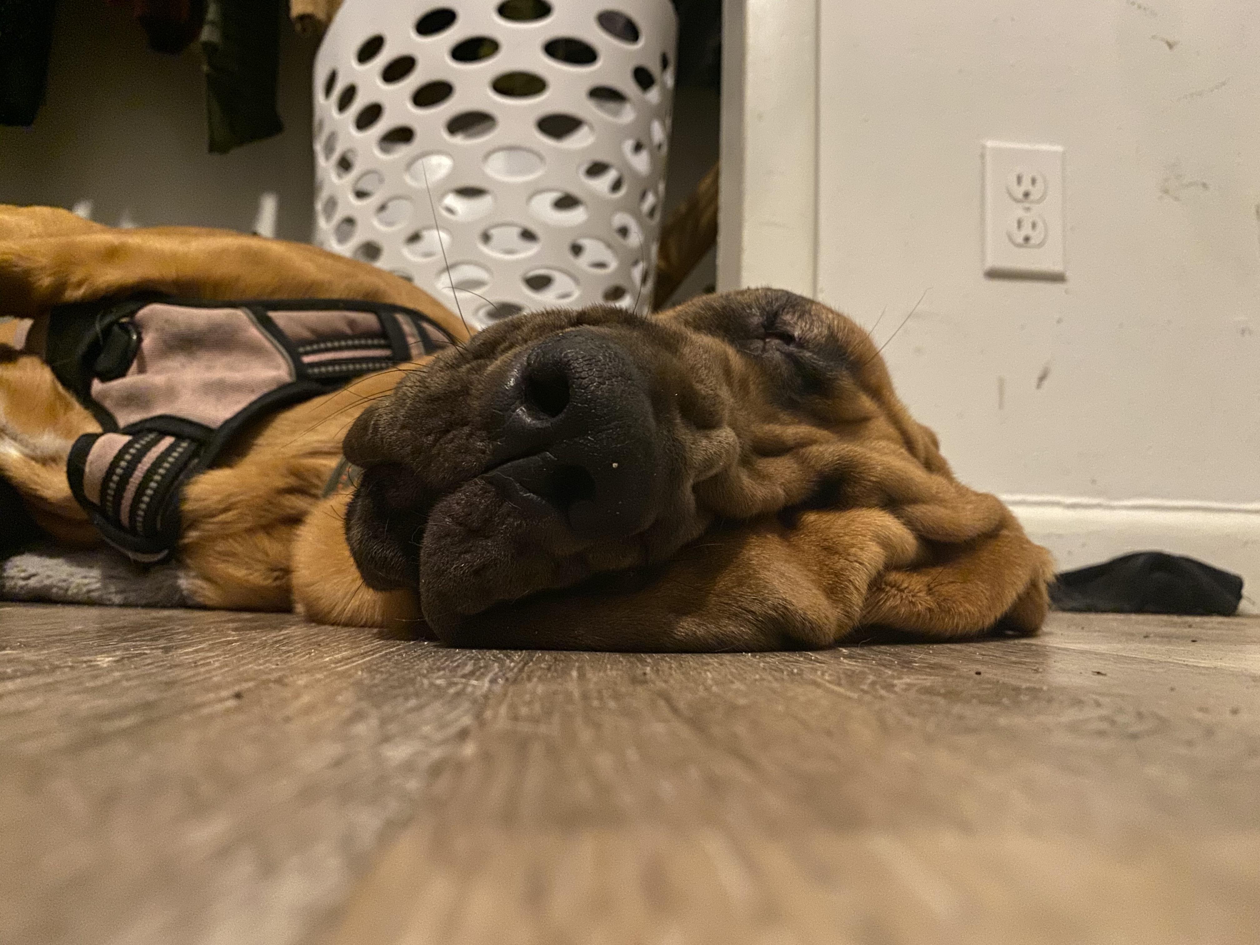 My dog keeps melting r/dogpictures