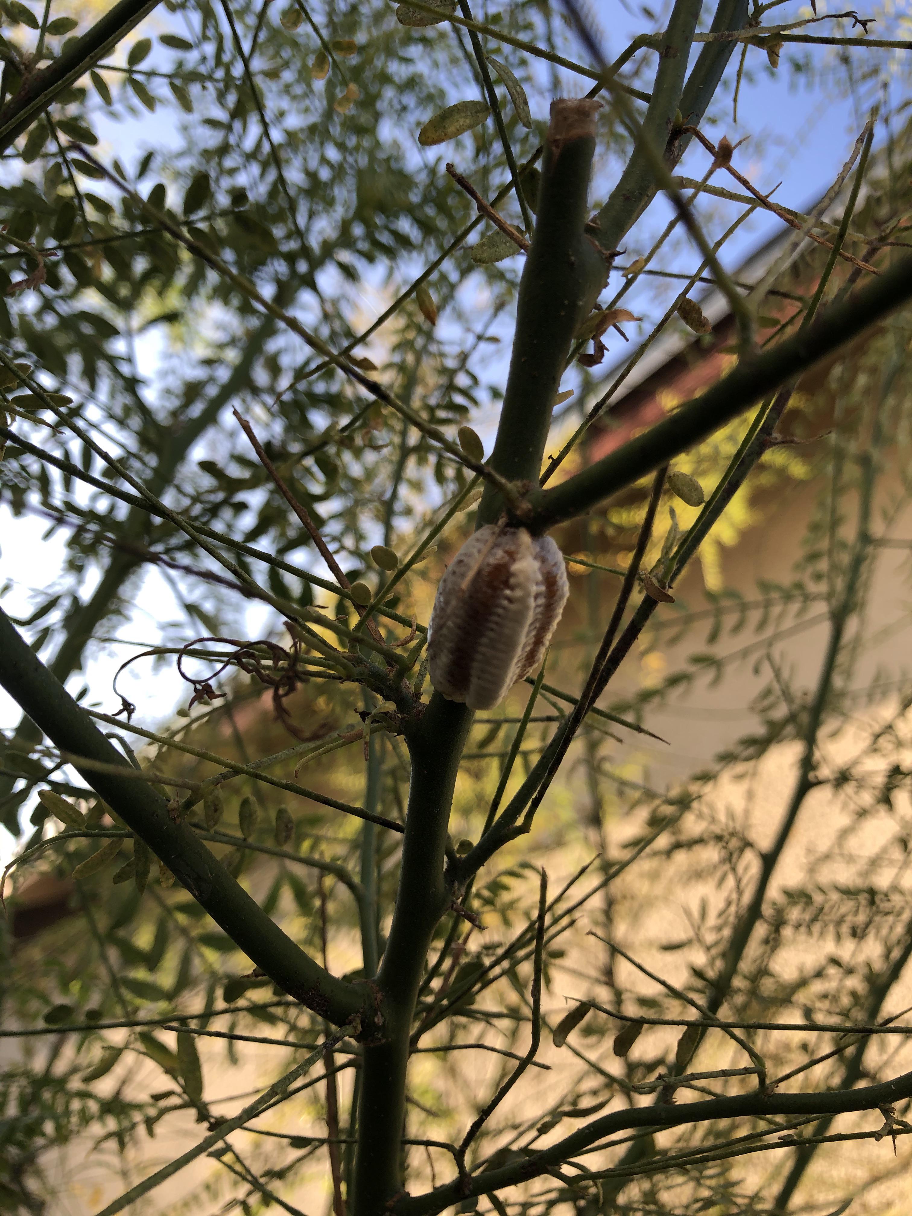 What is this? 😰 found on Palo Verde tree r/Horticulture
