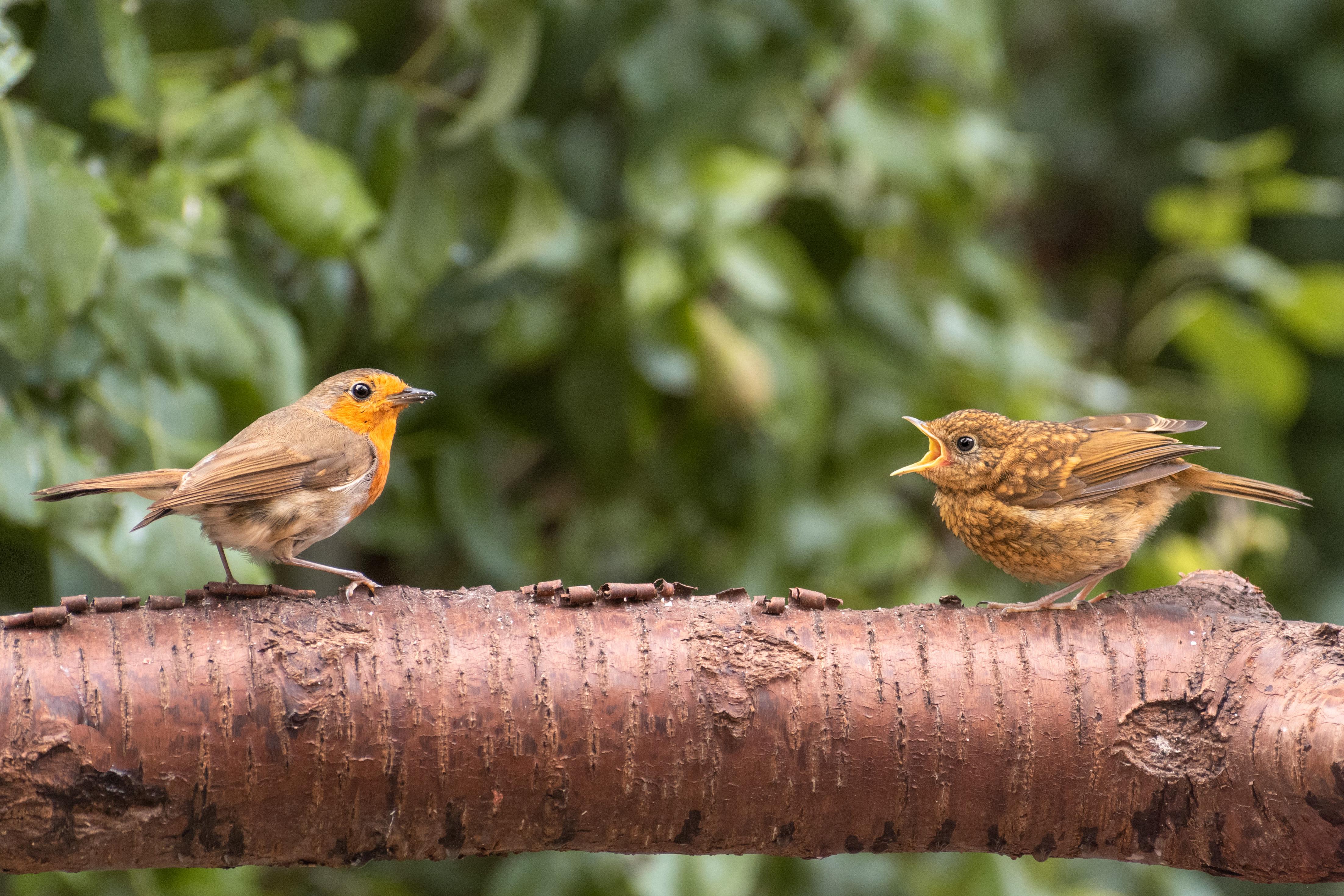 Eurasian Robin with its noisy kid. r/pics