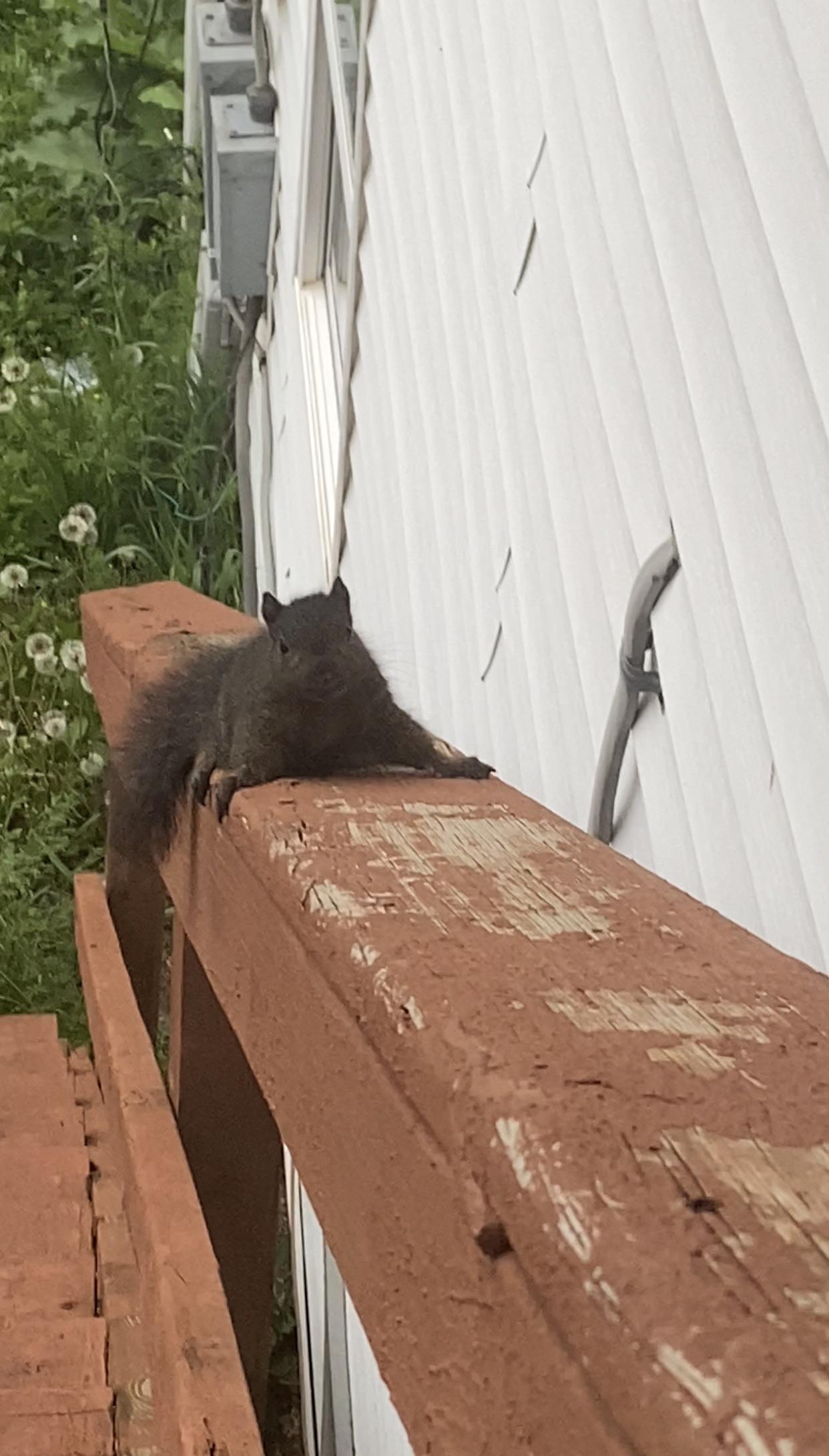 Squirrel won’t leave my porch, I have questions pls help r/squirrels