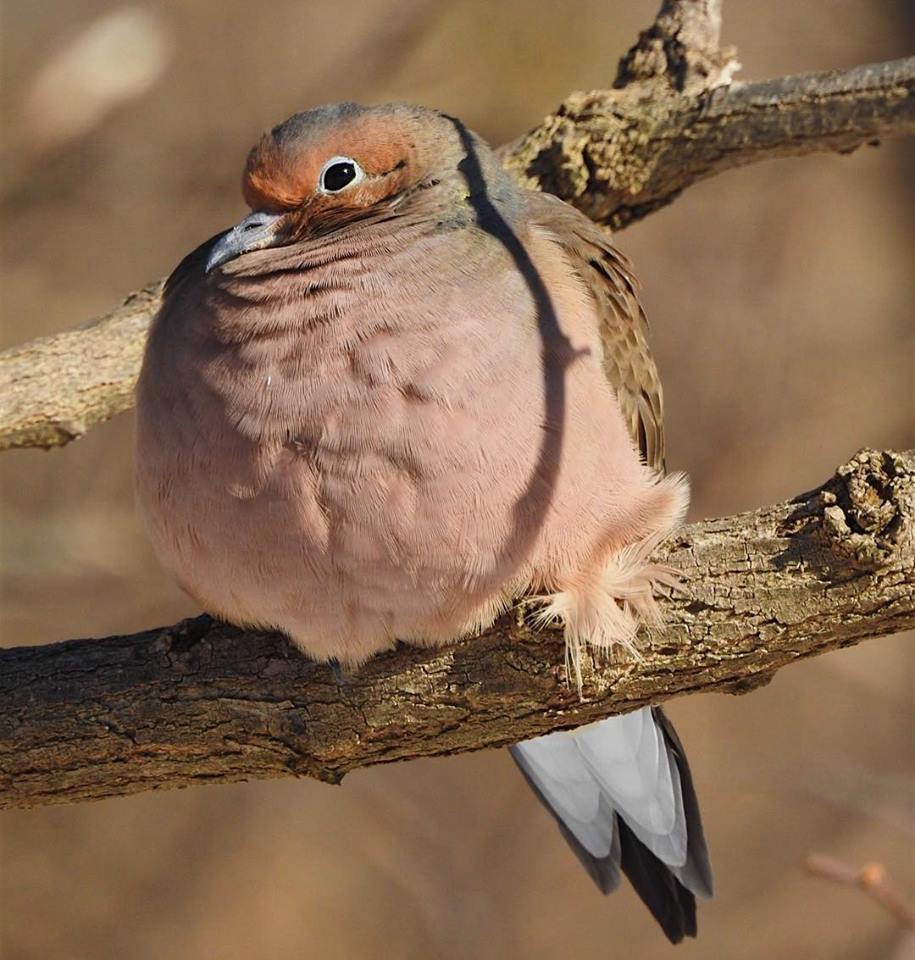 Mourning Dove trying to stay warm after our Blizzard NJ r/birding