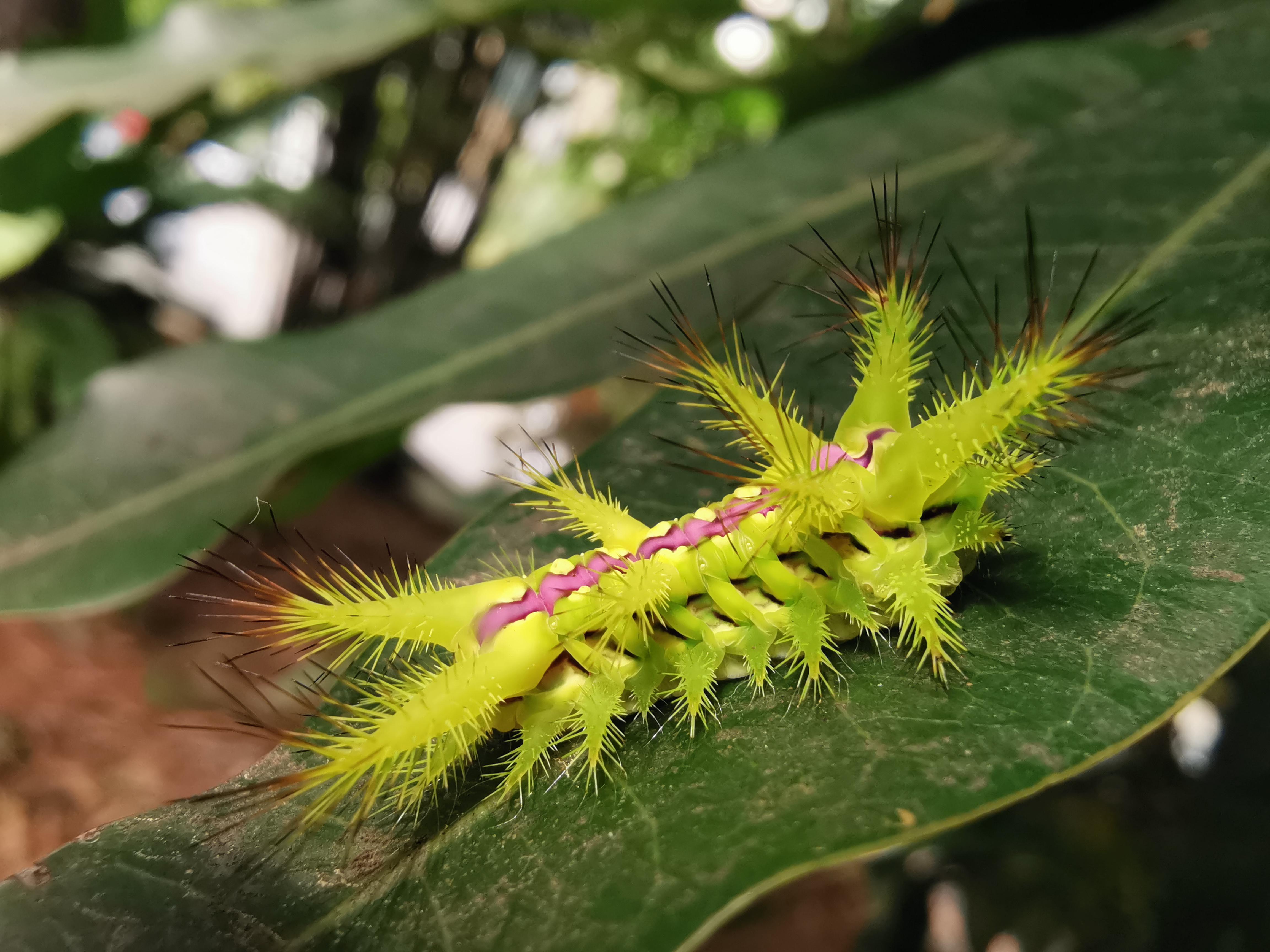 What is this Neon Yellow Spiky Caterpillar with a Pink Stripe Down it's