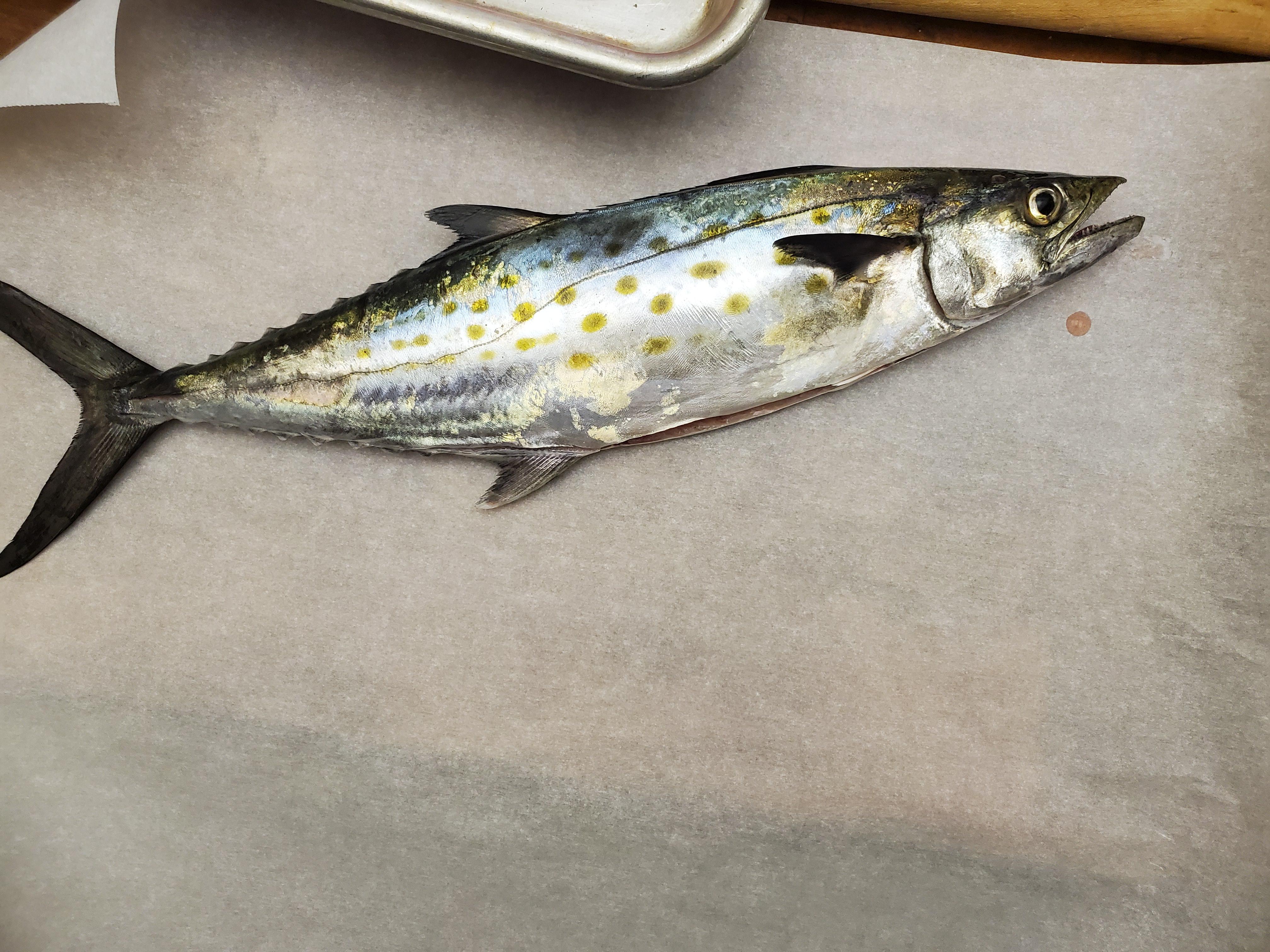 Spanish Mackerel in the Gulf of Mexico r/Fishing