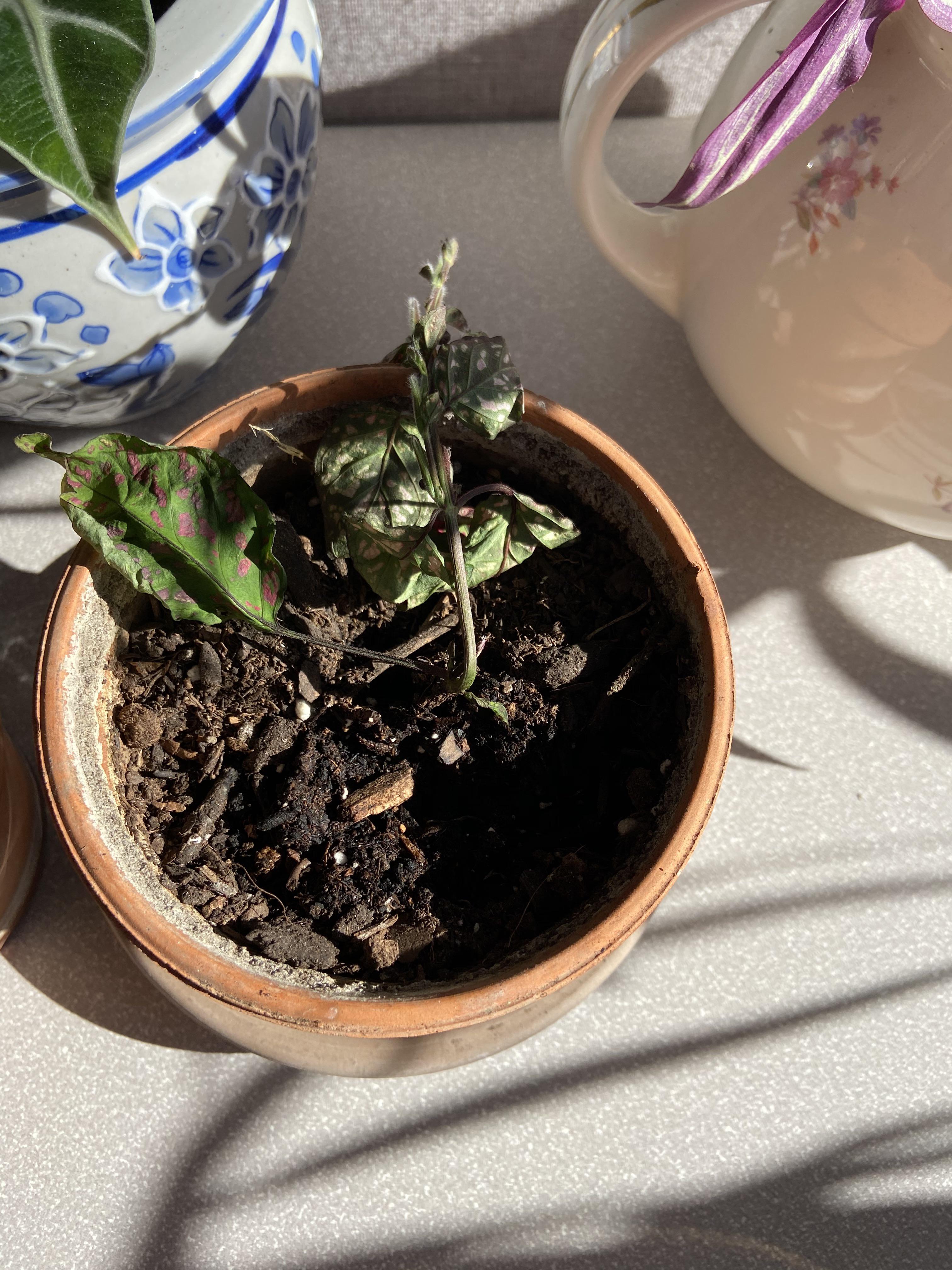 Is there any hope for this polka dot plant? It was a water prop. I just