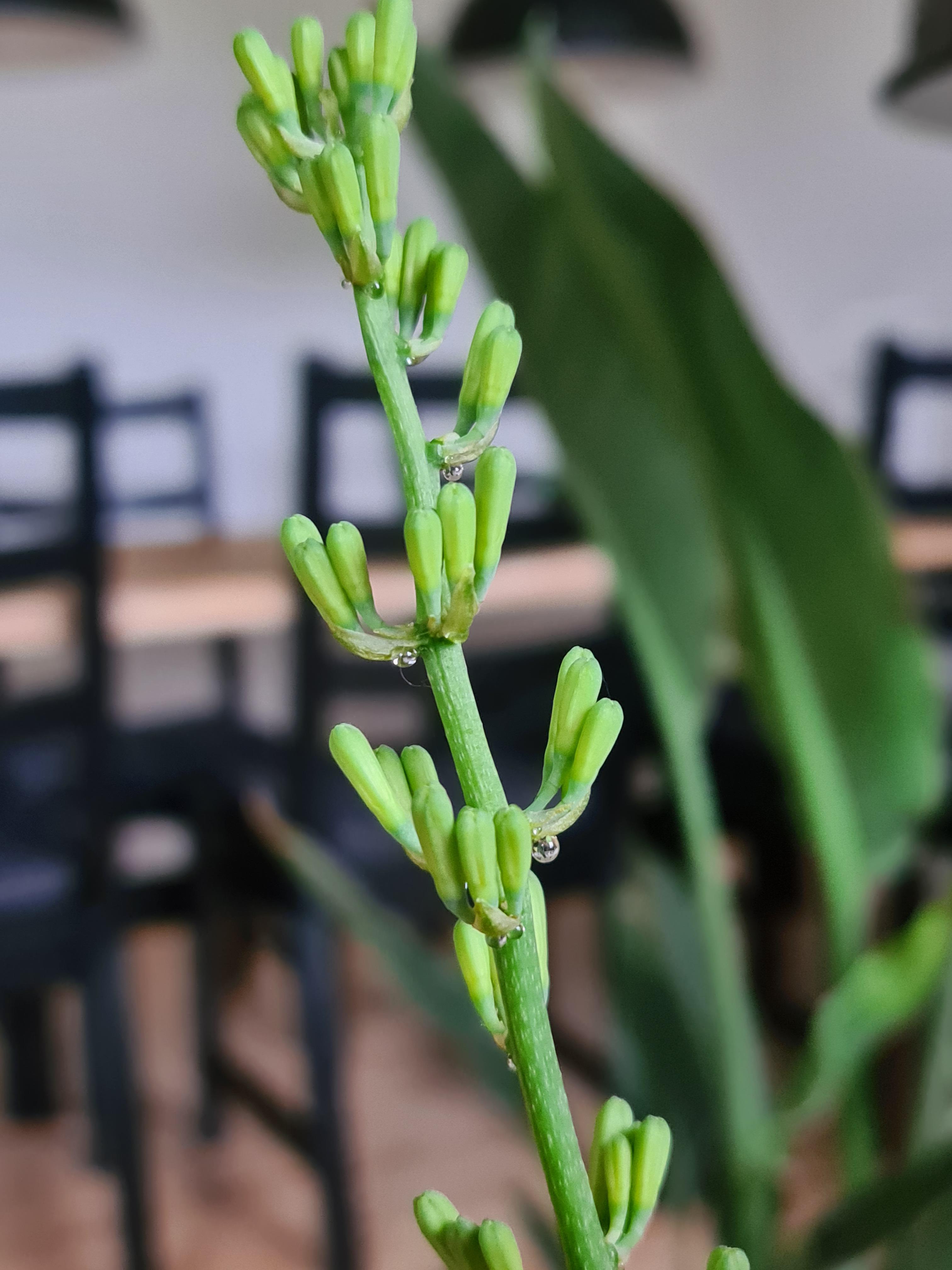 My snake plant got some flowers on the way and just found out that