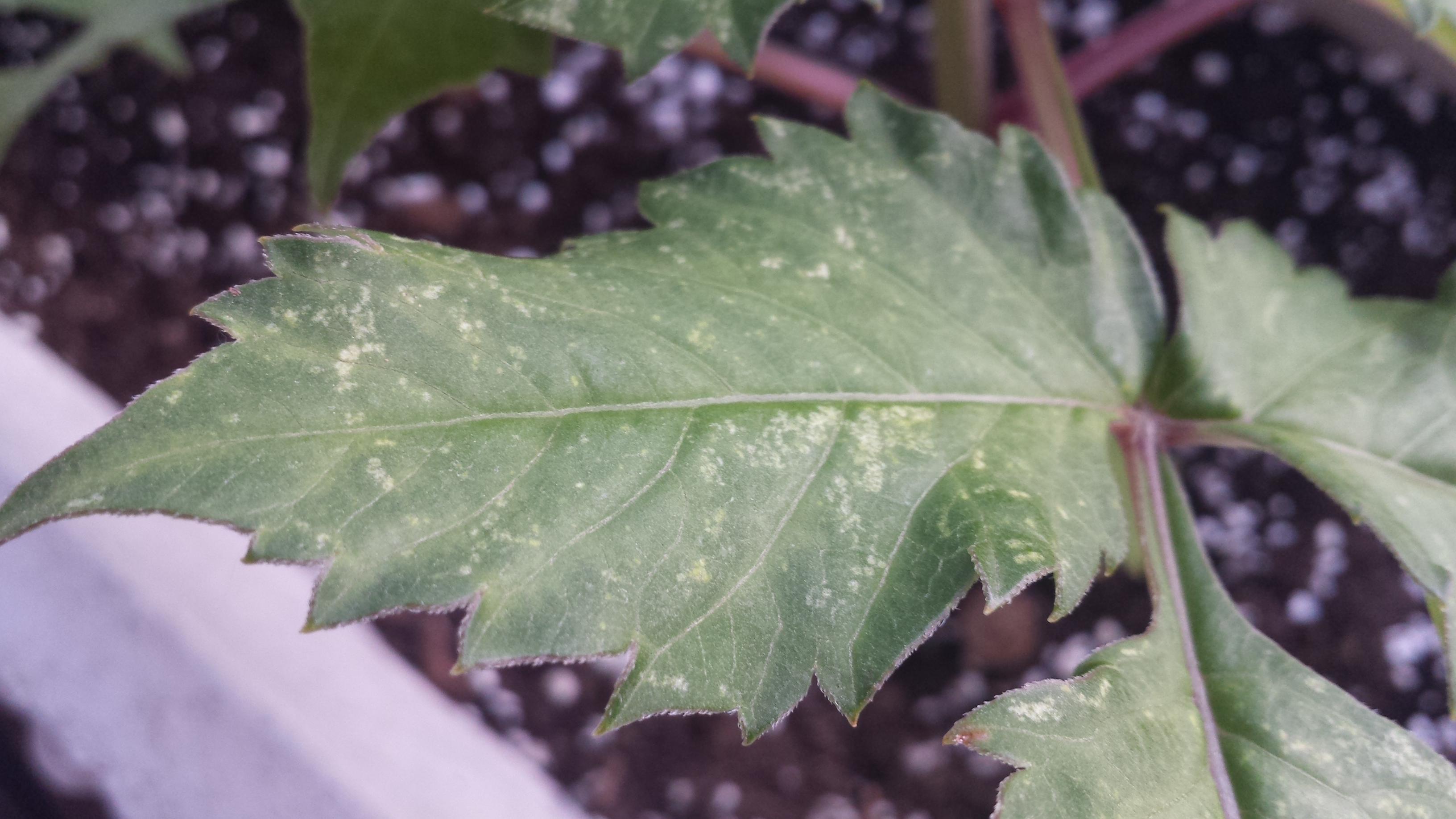 Help identifying dahlia damage needed, please. Zone 7b US. r/gardening