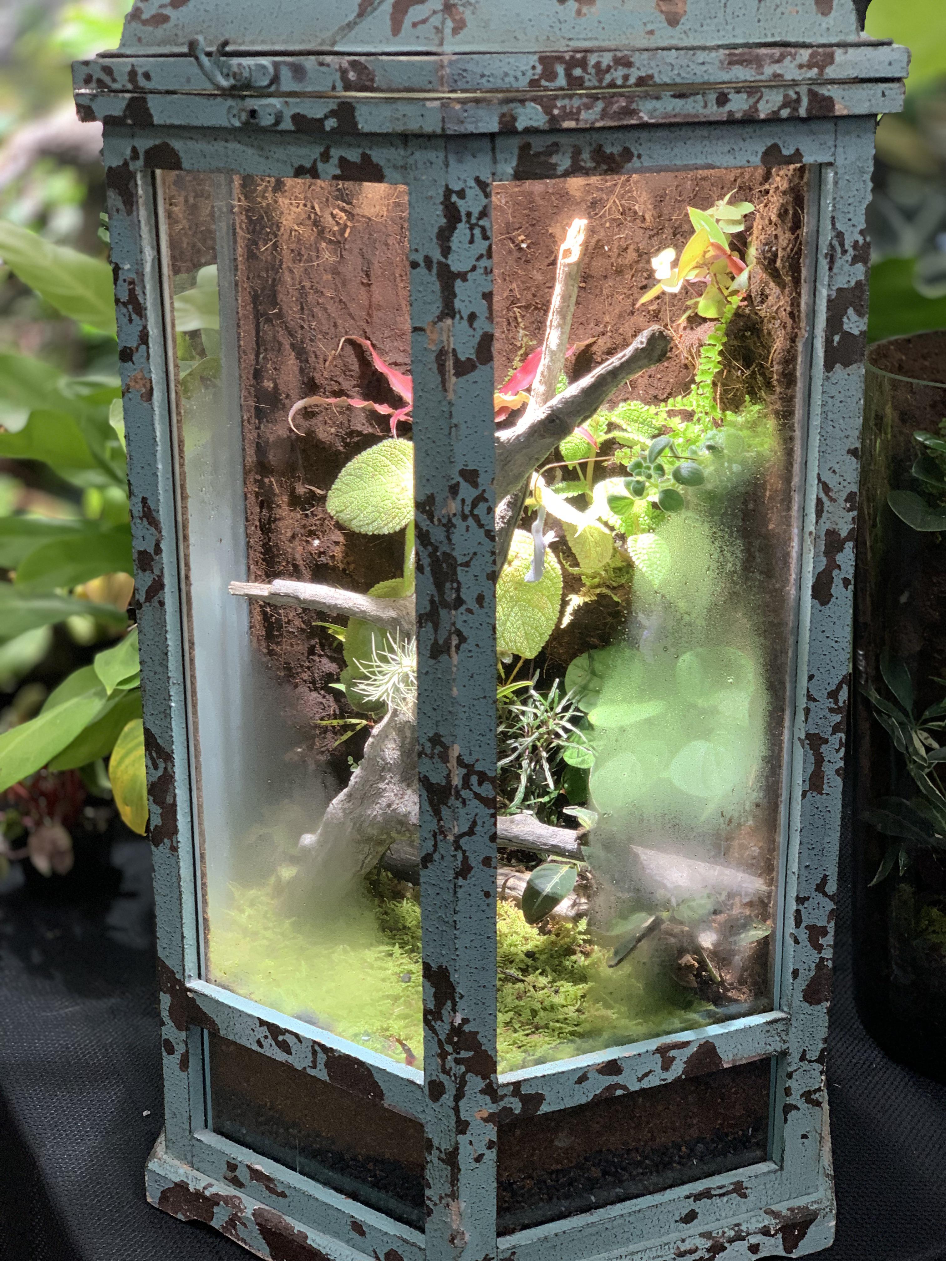 Old style lantern then, natural terrarium now. What do you ladies and