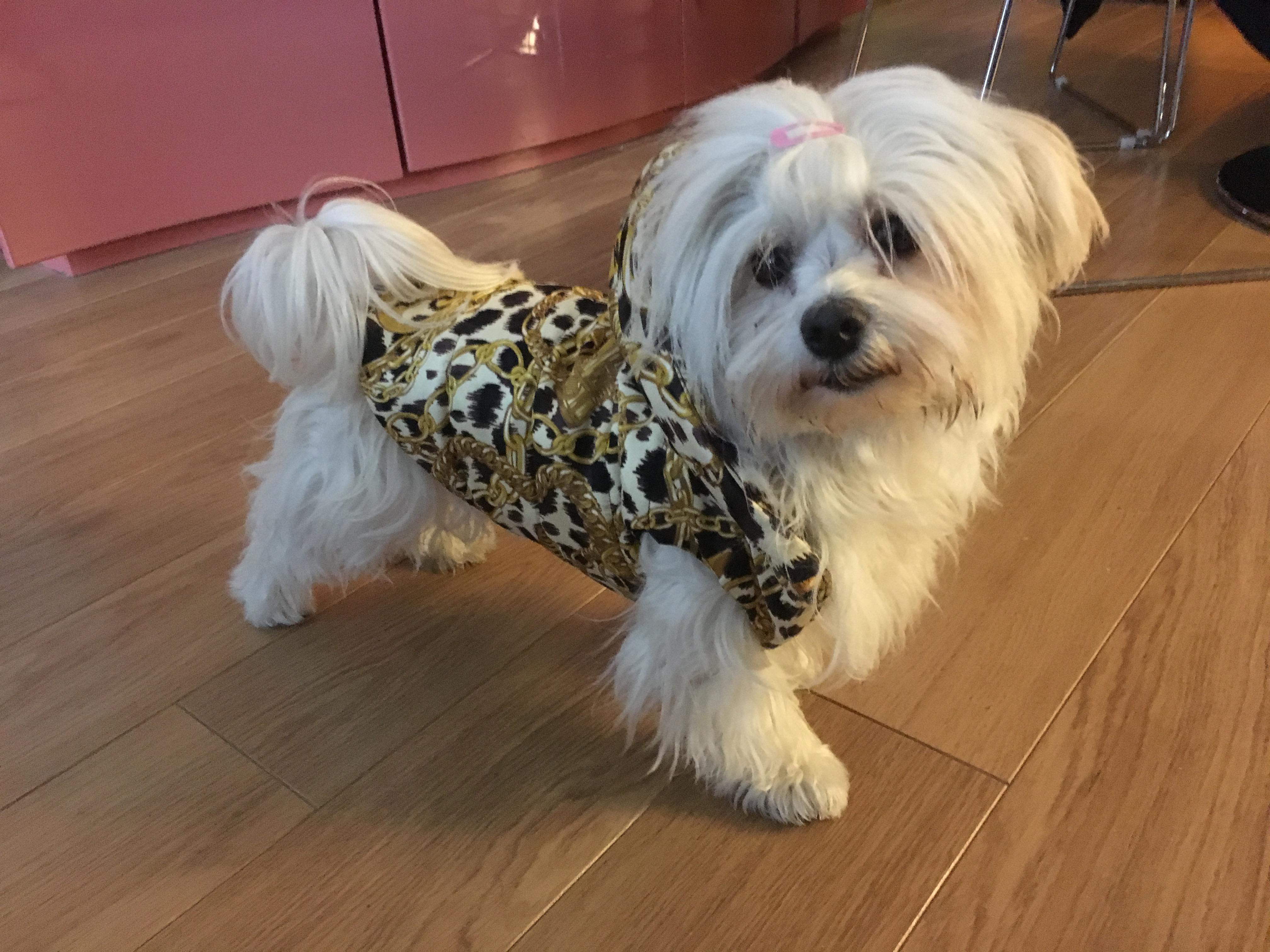 Lotje in her new winter coat r/Havanese