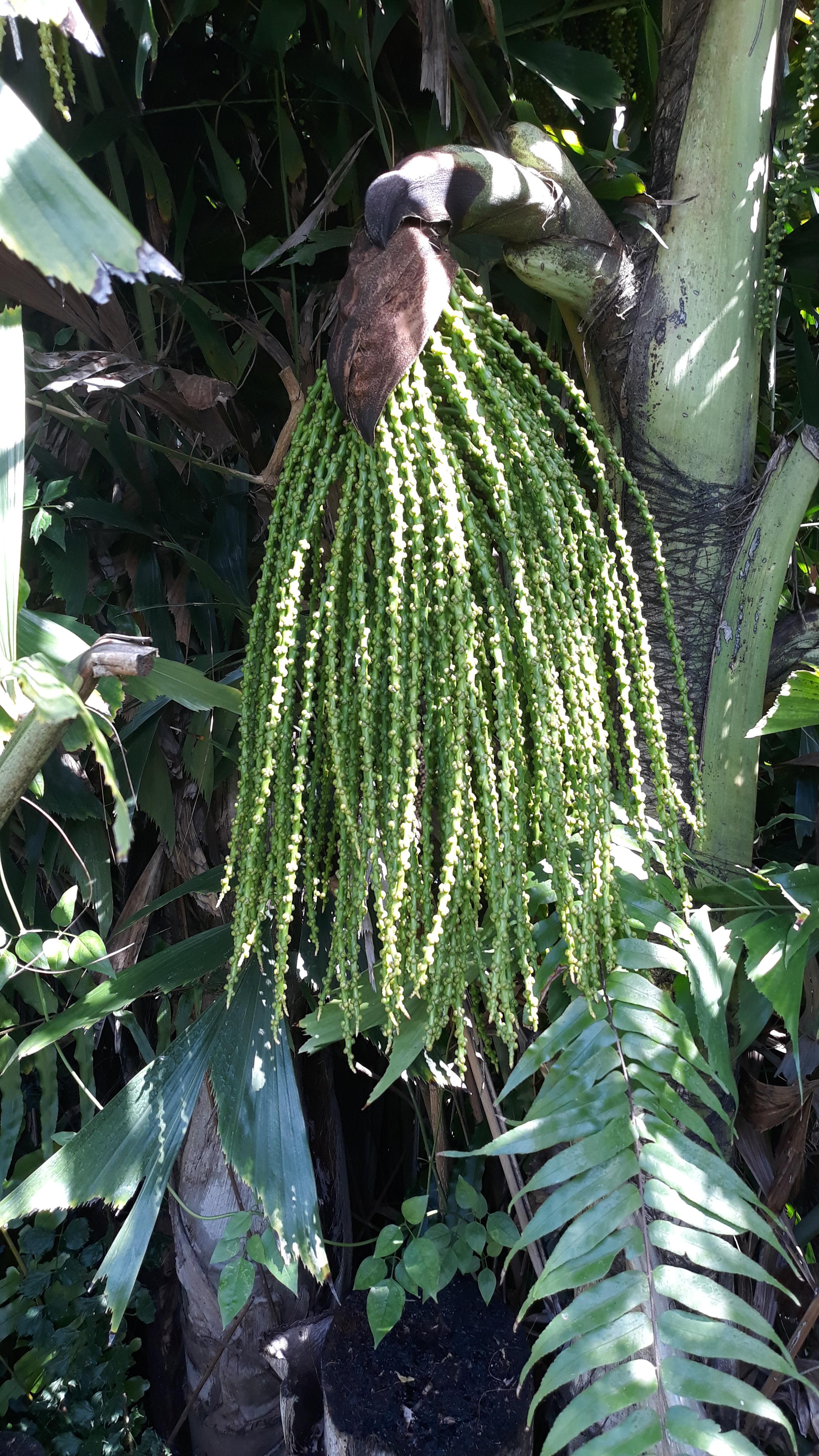 Developing seeds of Fishtail palm r/gardening