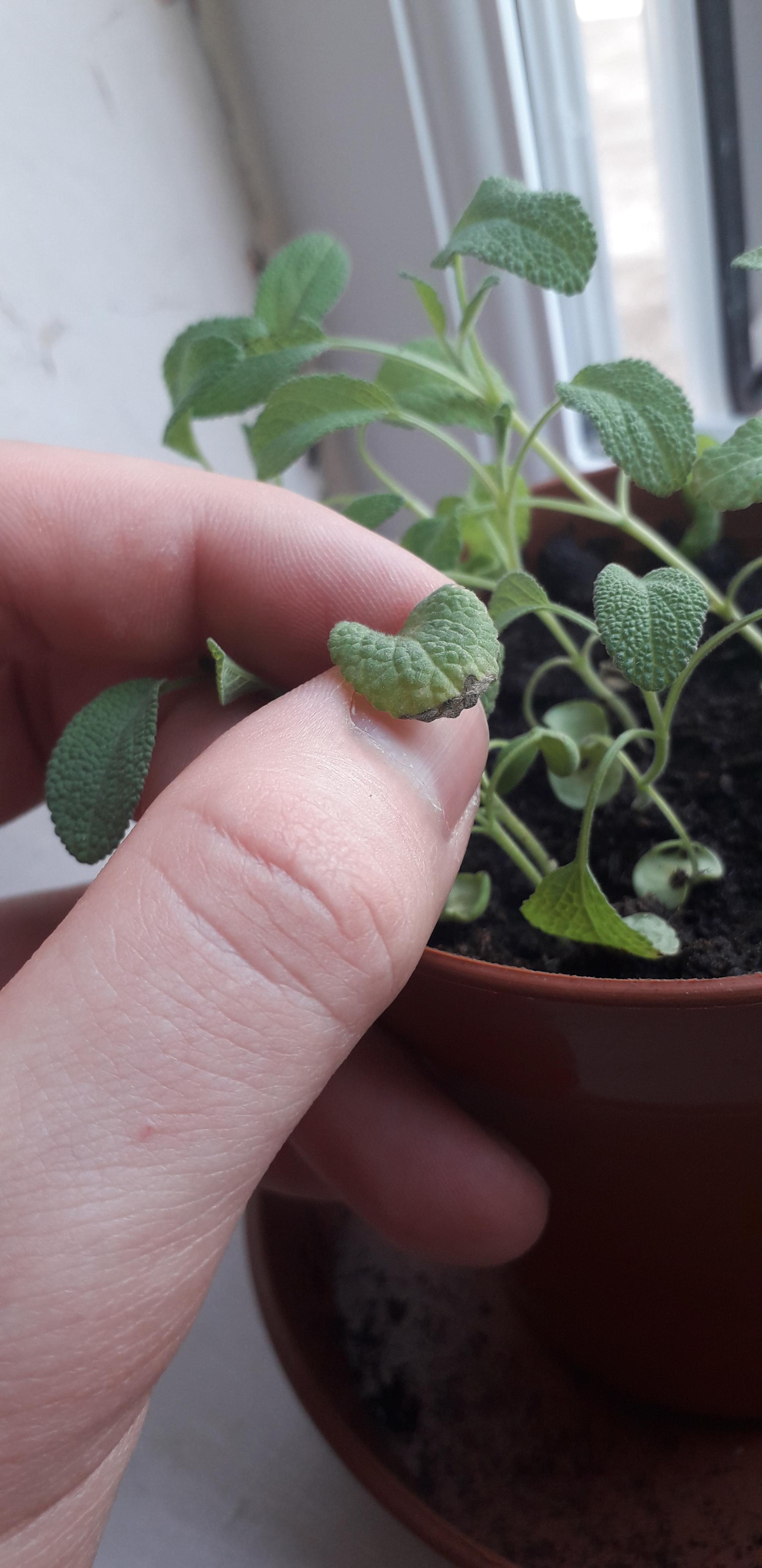 2 of my sage plant's leaves have started wiltering at the tips as shown