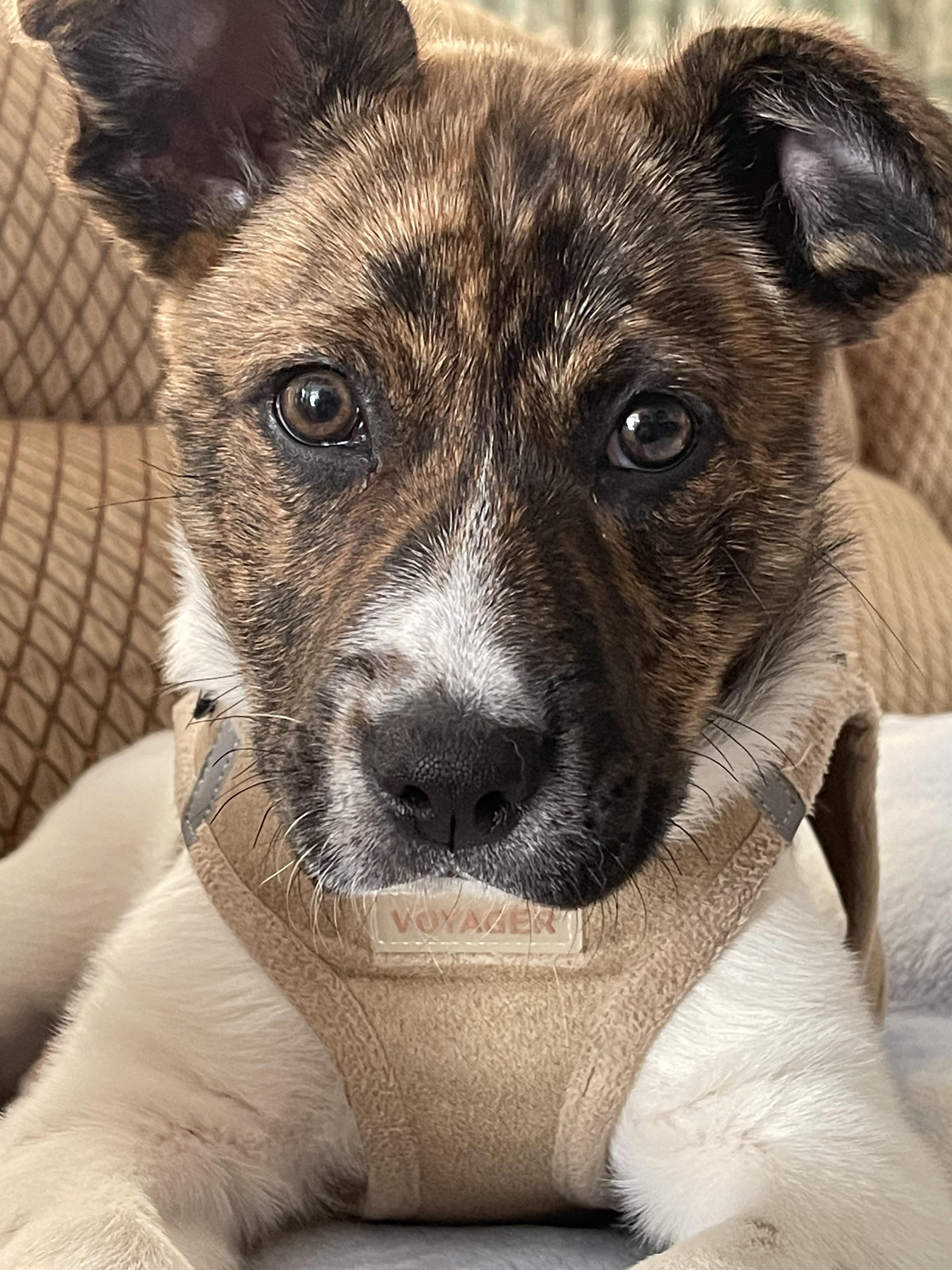 Does my dog have a lazy eye? r/AustralianCattleDog