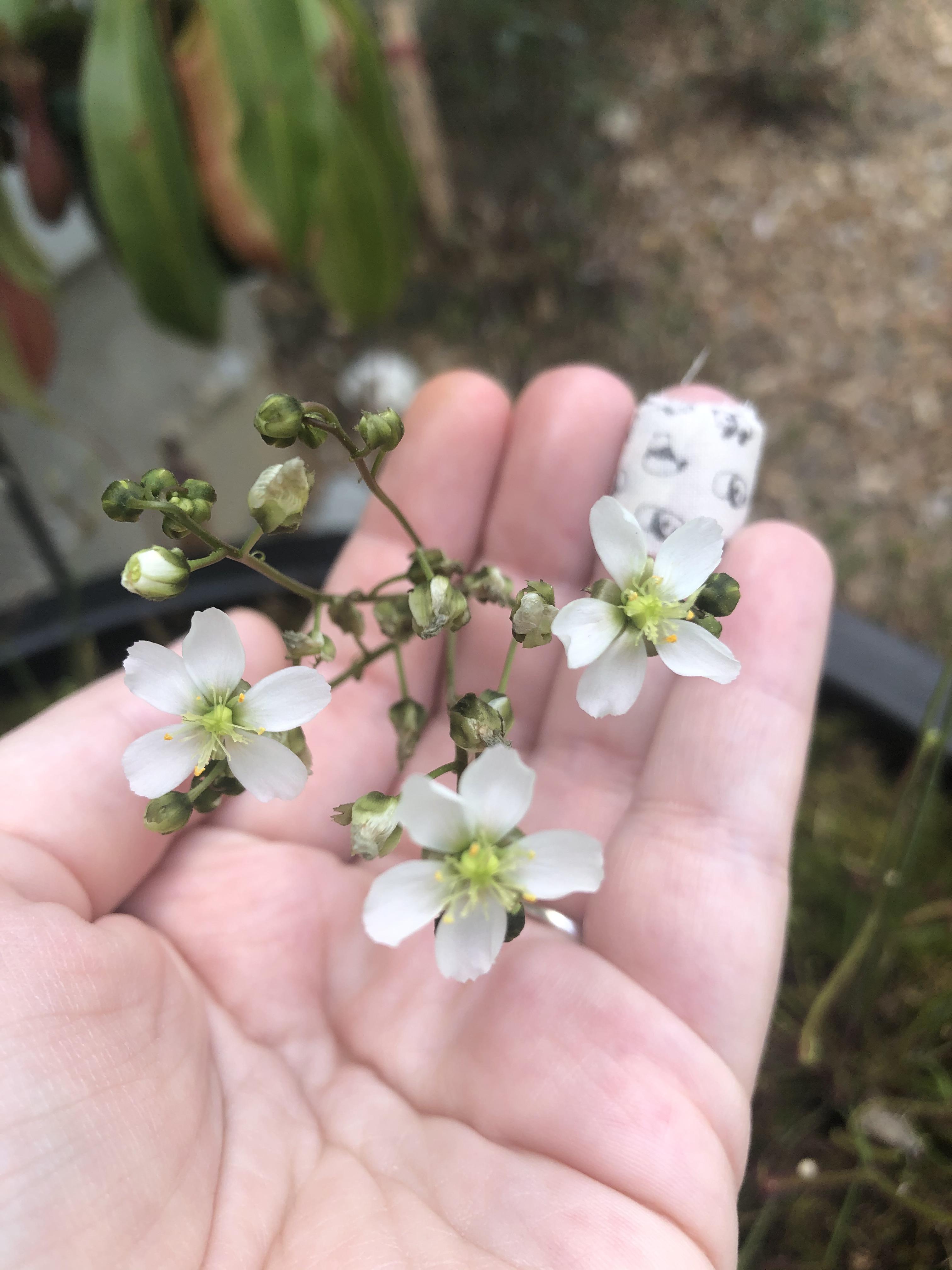 So I have flowers...now what? r/carnivorousplants