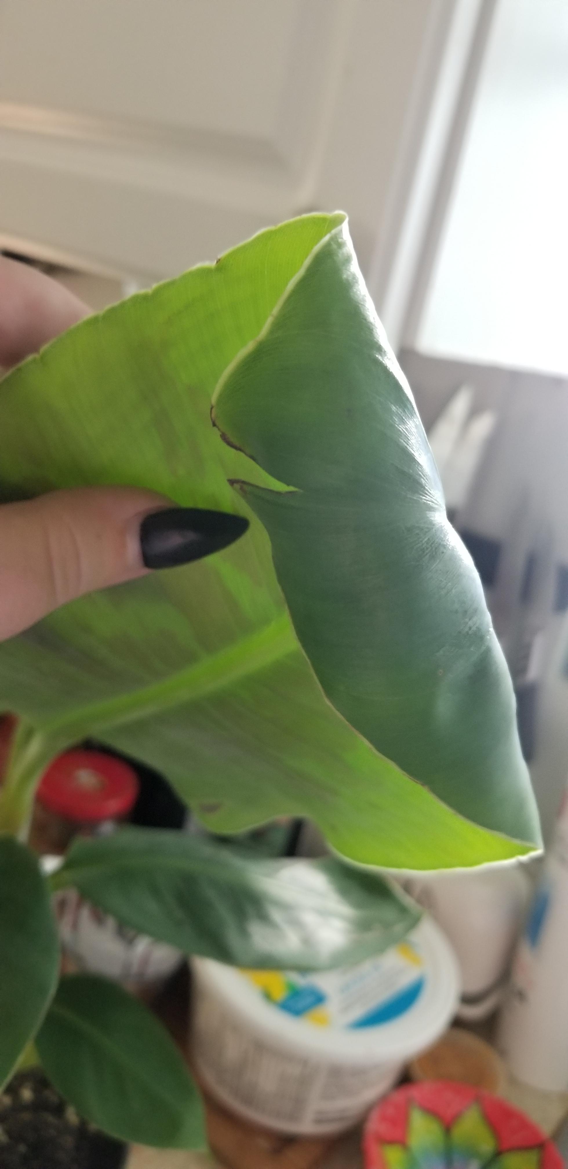 Dwarf Banana curling leaves?? r/plantclinic