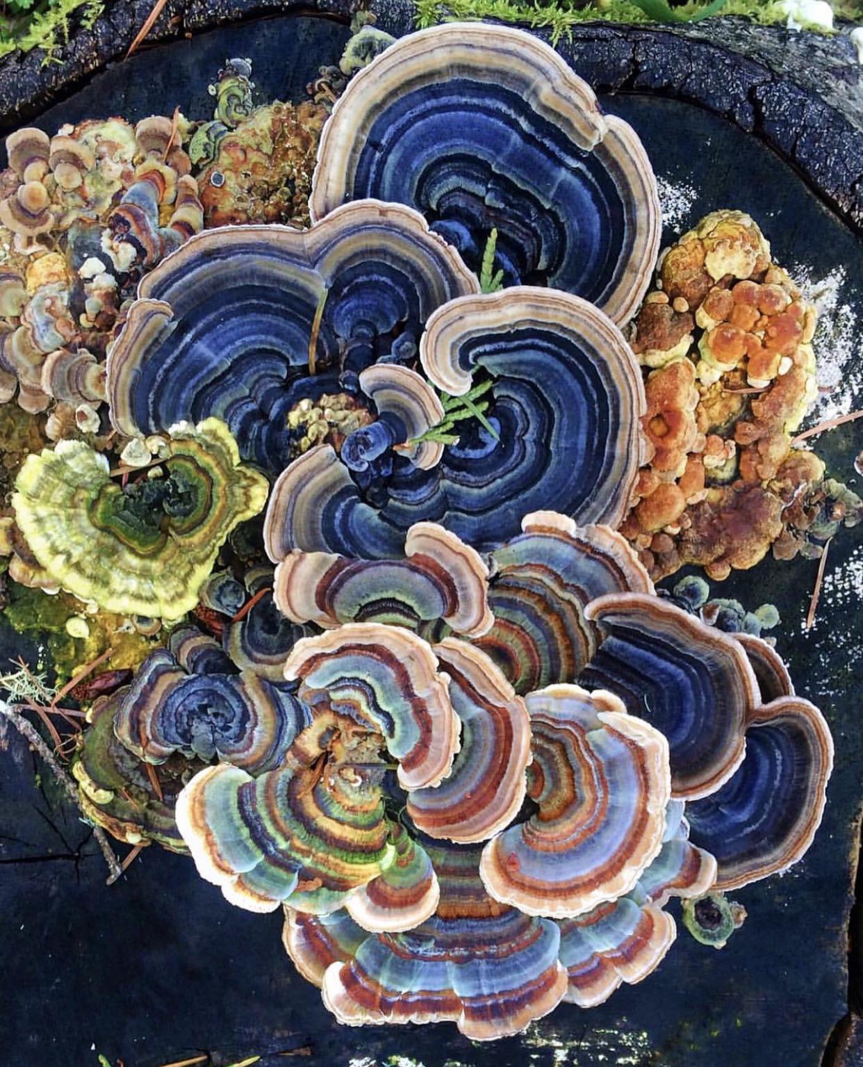 Turkey tail mushrooms powerful medicine r/MushroomPorn