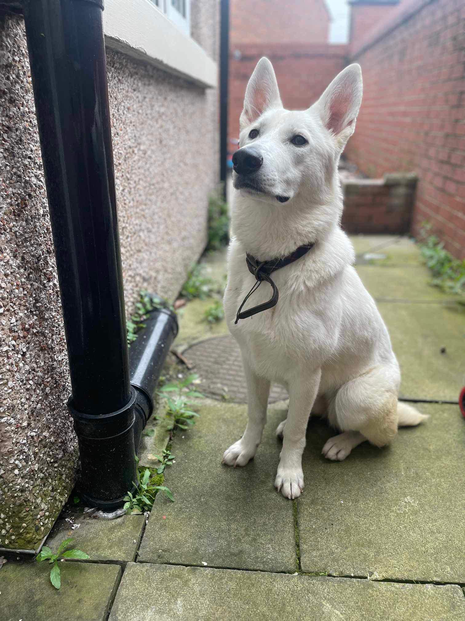 I don’t know how to help my dog anymore. r/DogAdvice