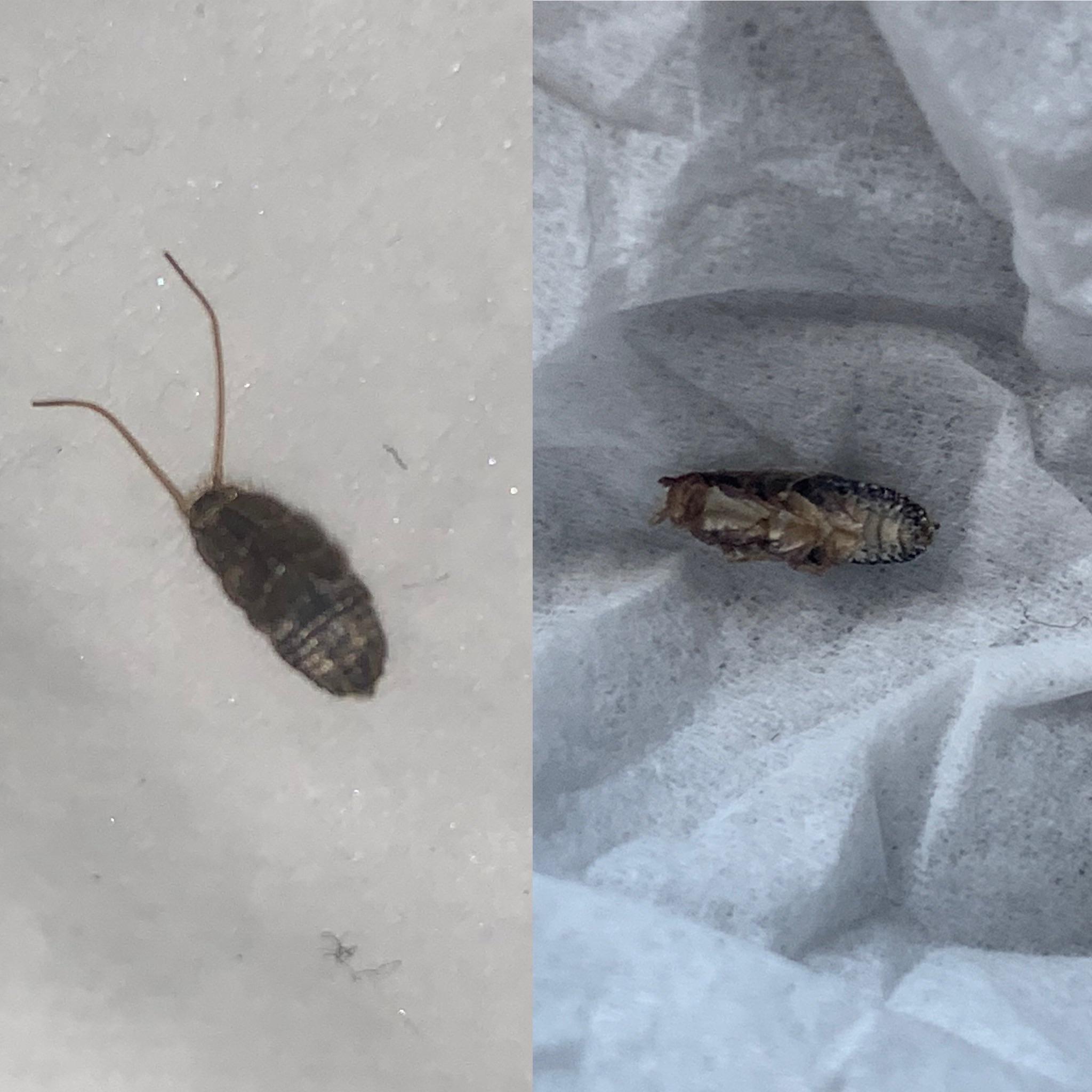 Found this dead bug on top of my dresser (upside down). In Ohio and it