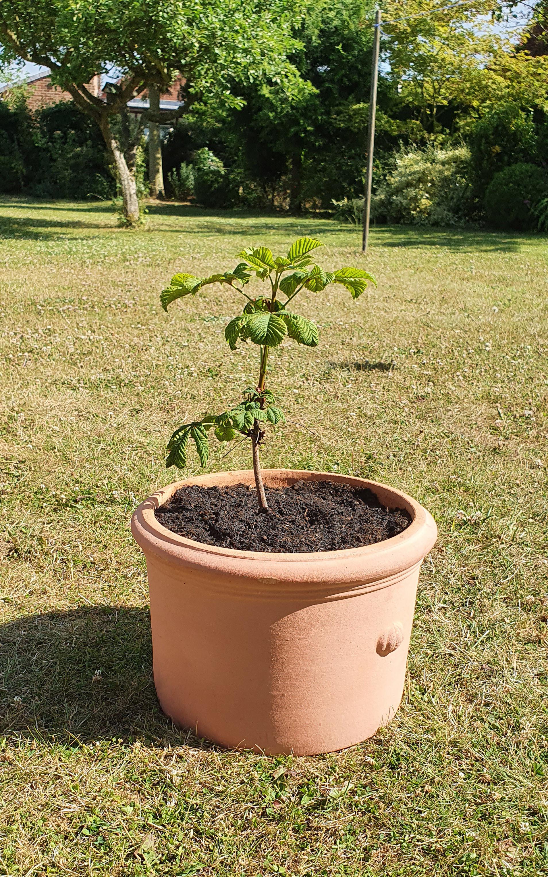 This is my two year old horse chestnut tree, Chester. Will I be able to