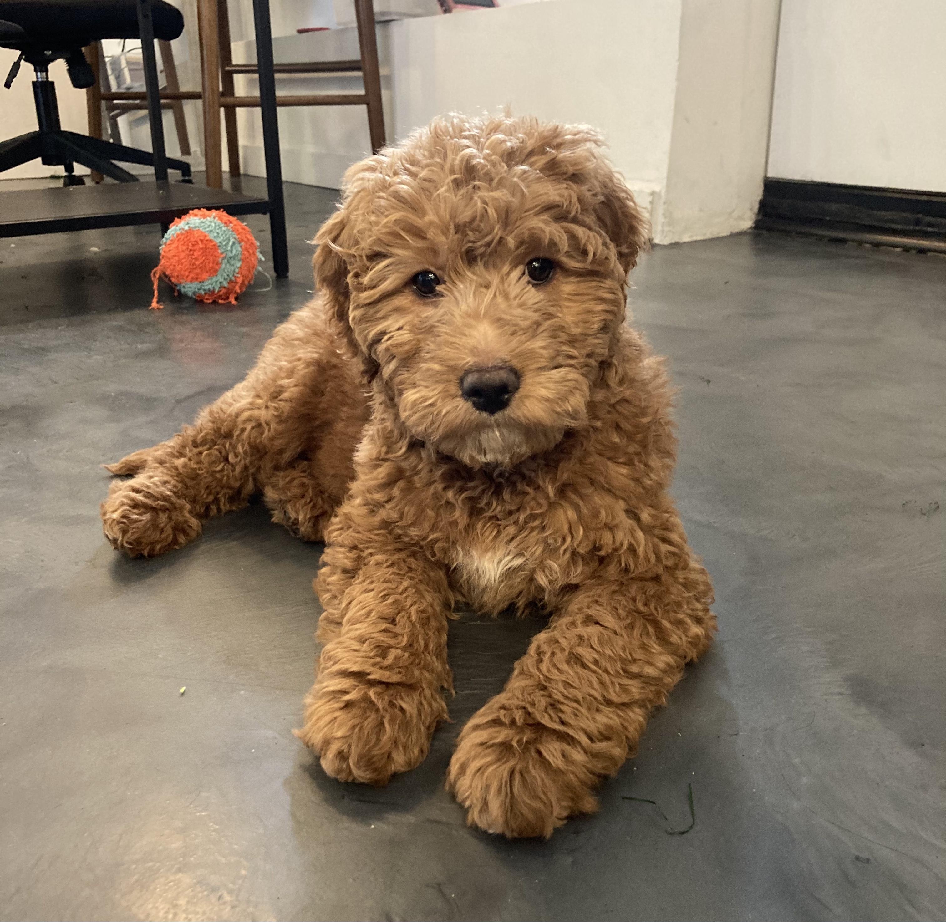Full Grown Goldendoodle Teddy Bear Cut / 5 Different Golden Doodle