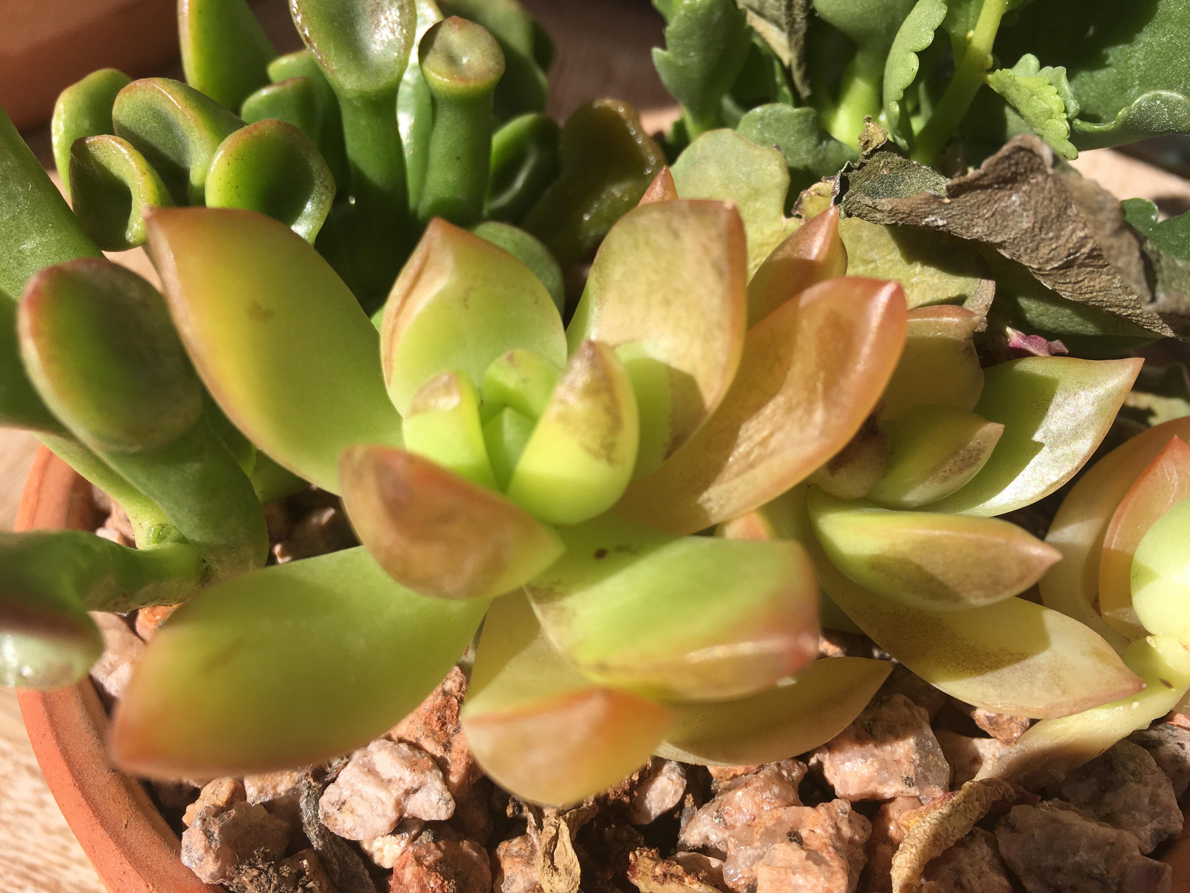 Echeverias; Overwatered? r/succulents