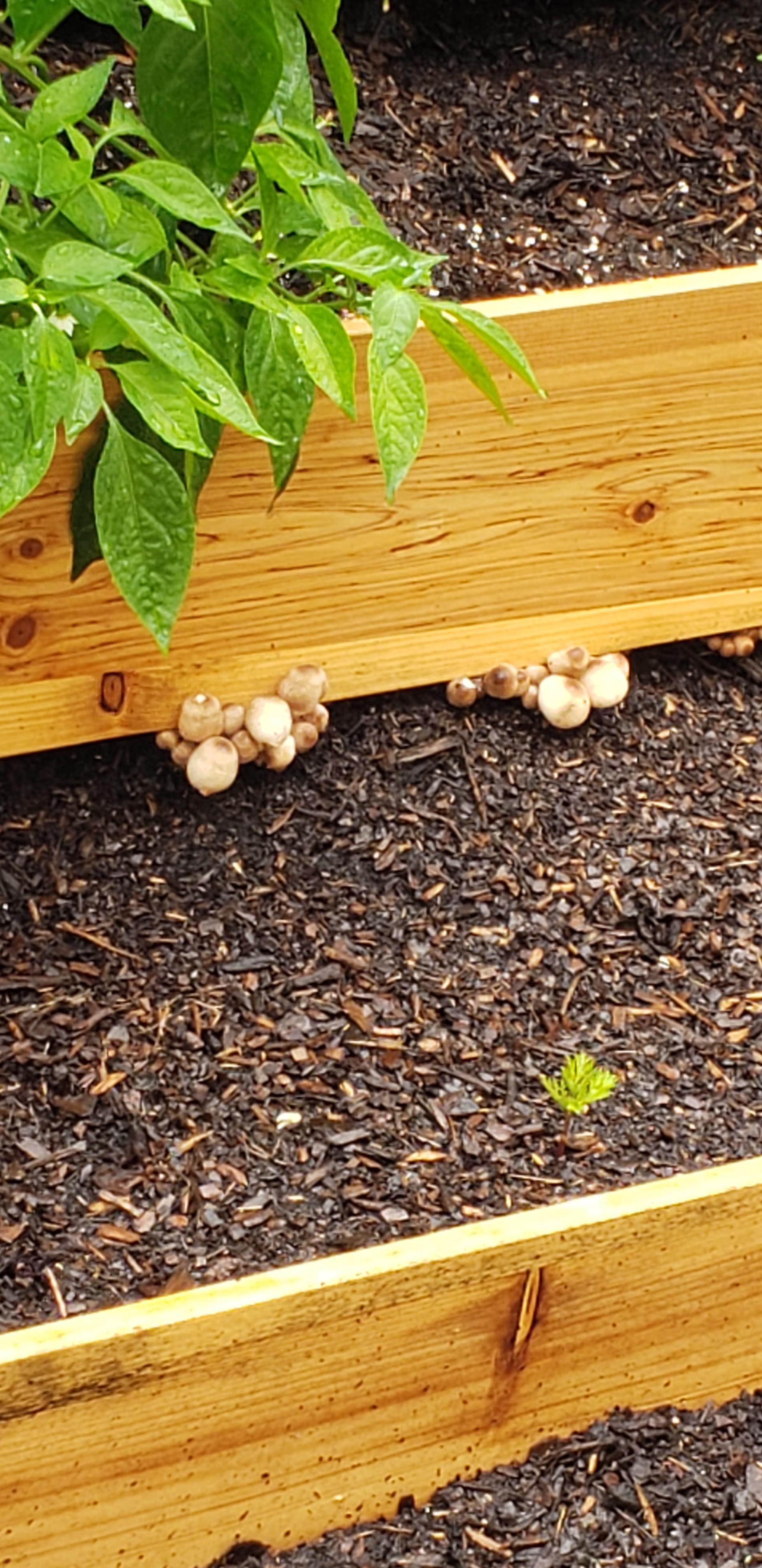 What's creeping out of my raised bed? r/gardening