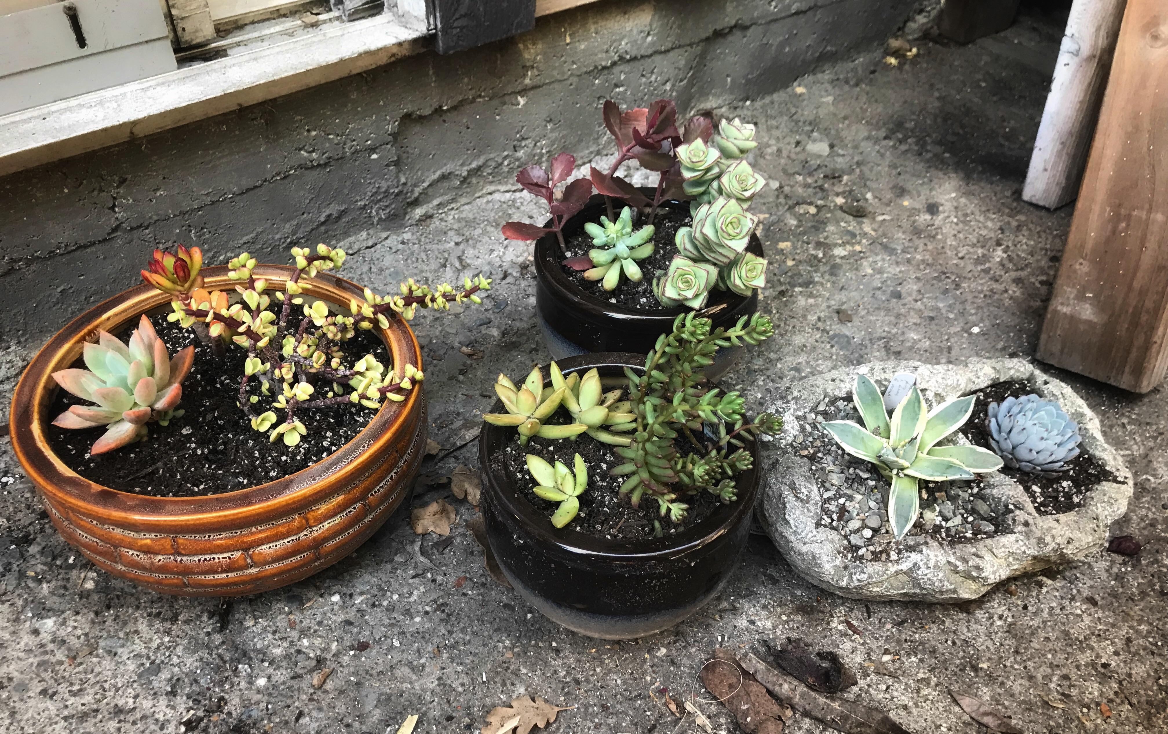 PSA Rite Aid is selling all their pots and planters at 50 off until