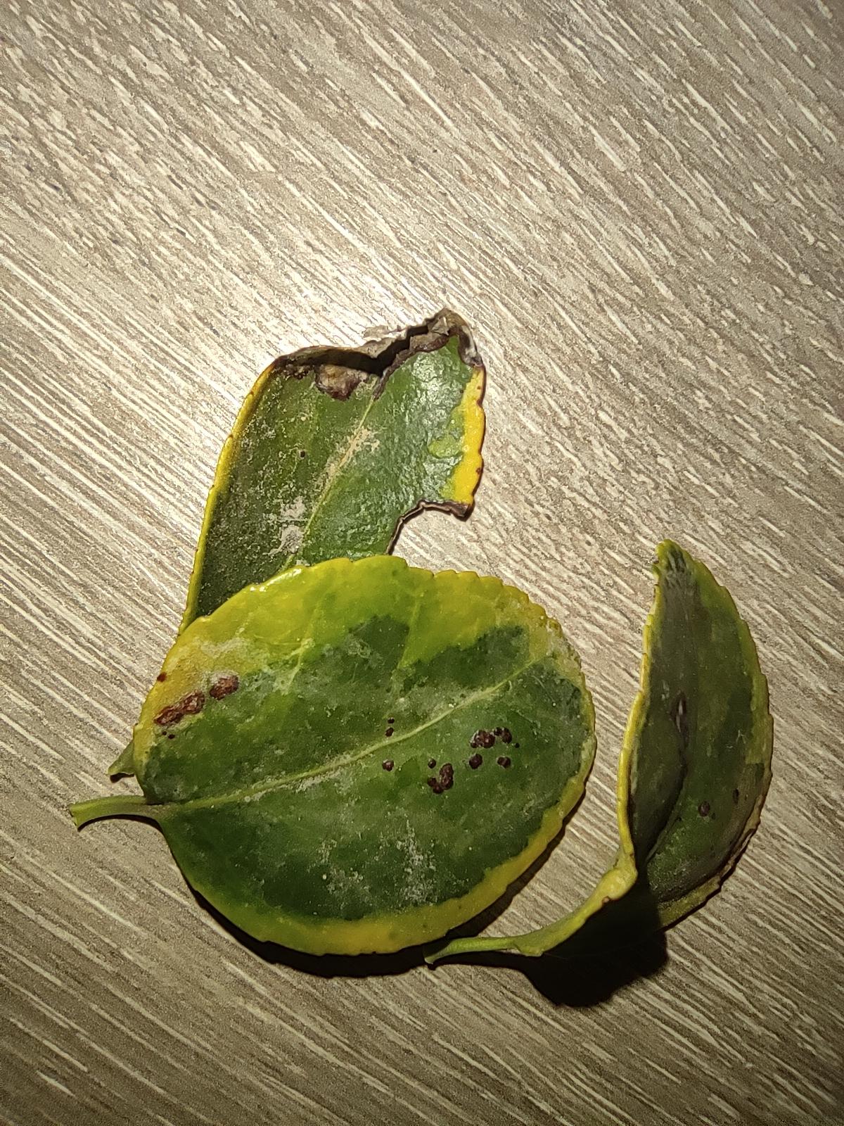 What are these marks on my euonymus' leaves. There where just a few and