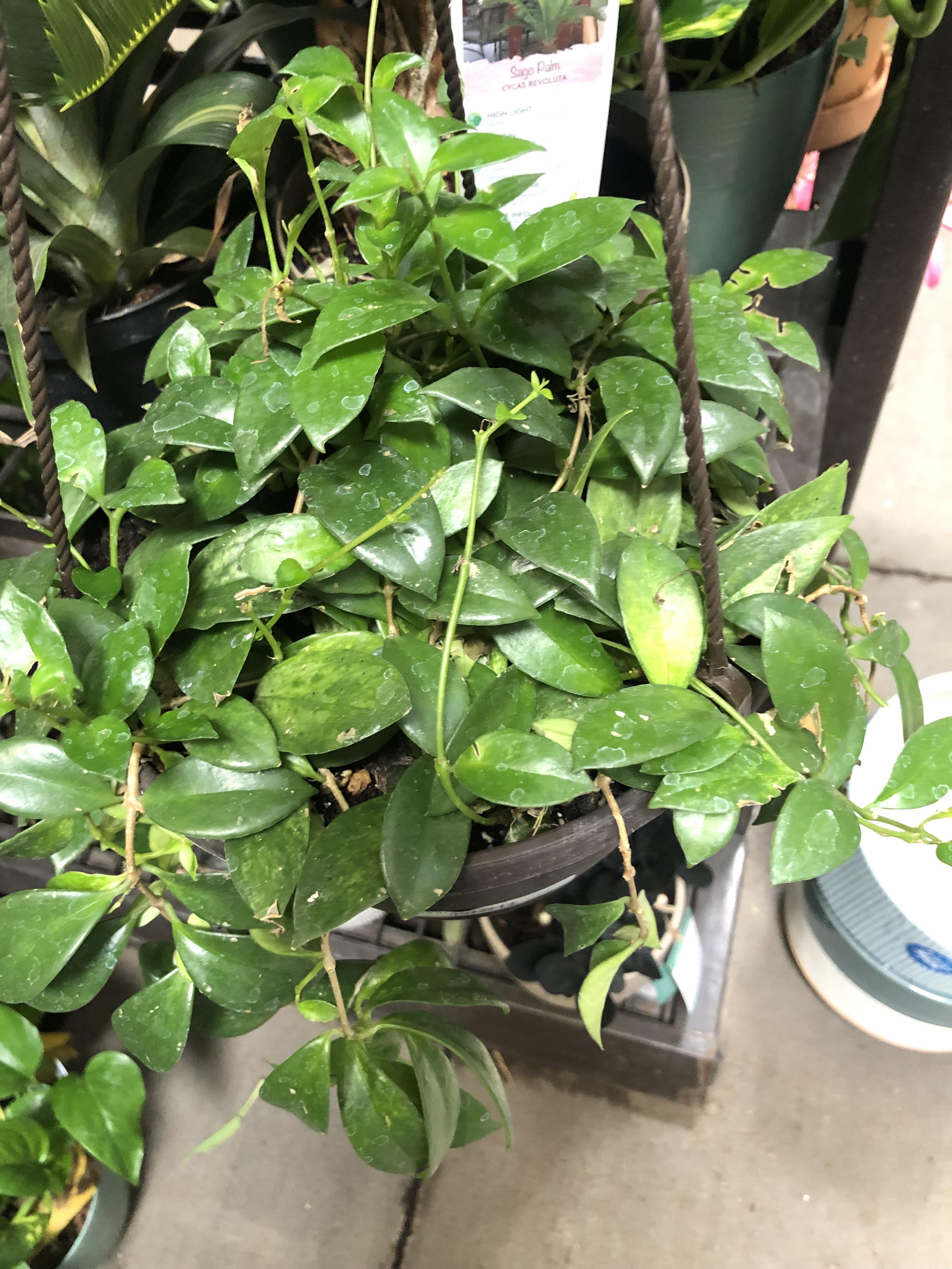 Is this a Hoya or lipstick plant r/houseplants