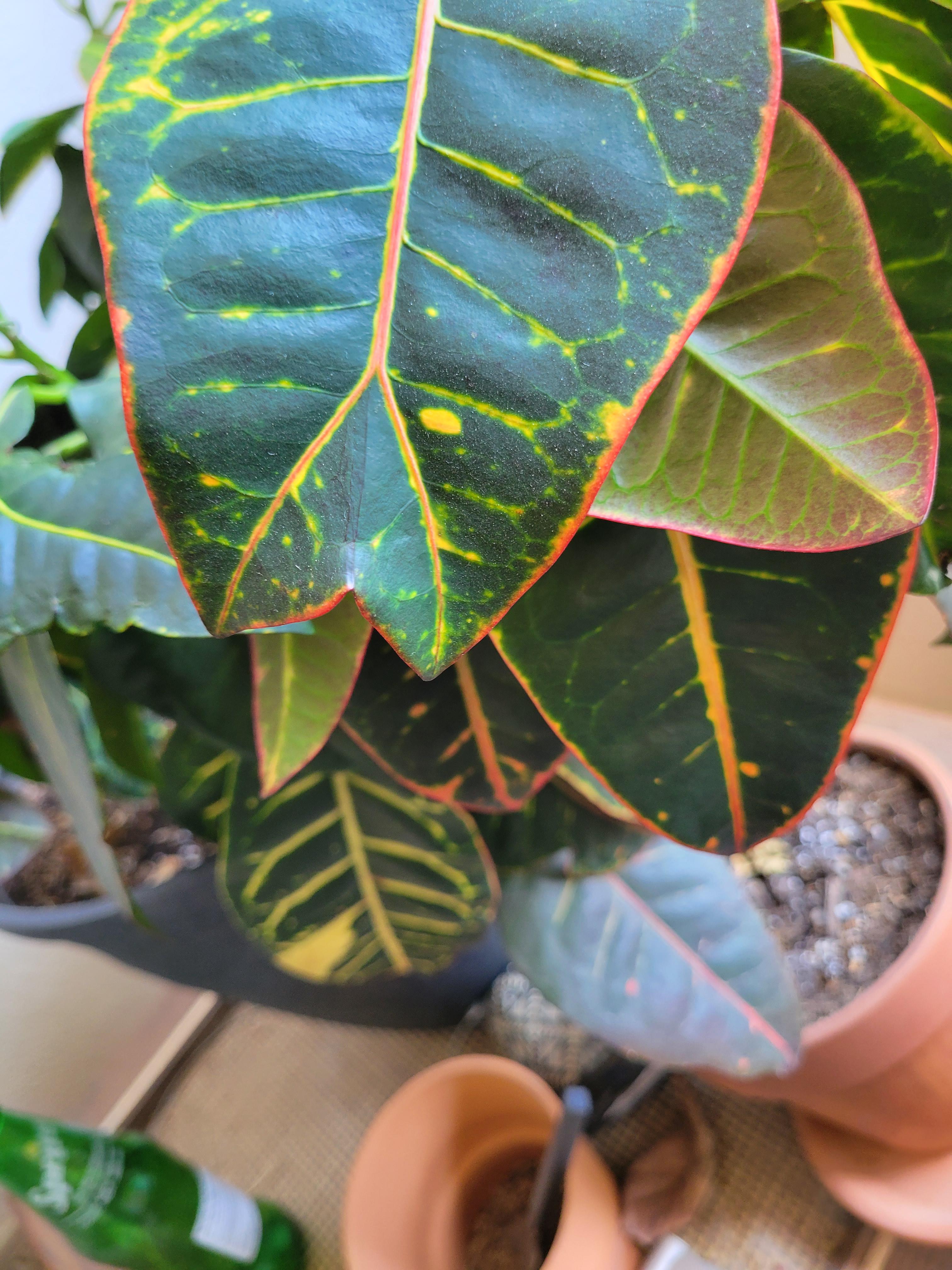 This leaf on my croton plant, dividing in two. r/mildlyinteresting