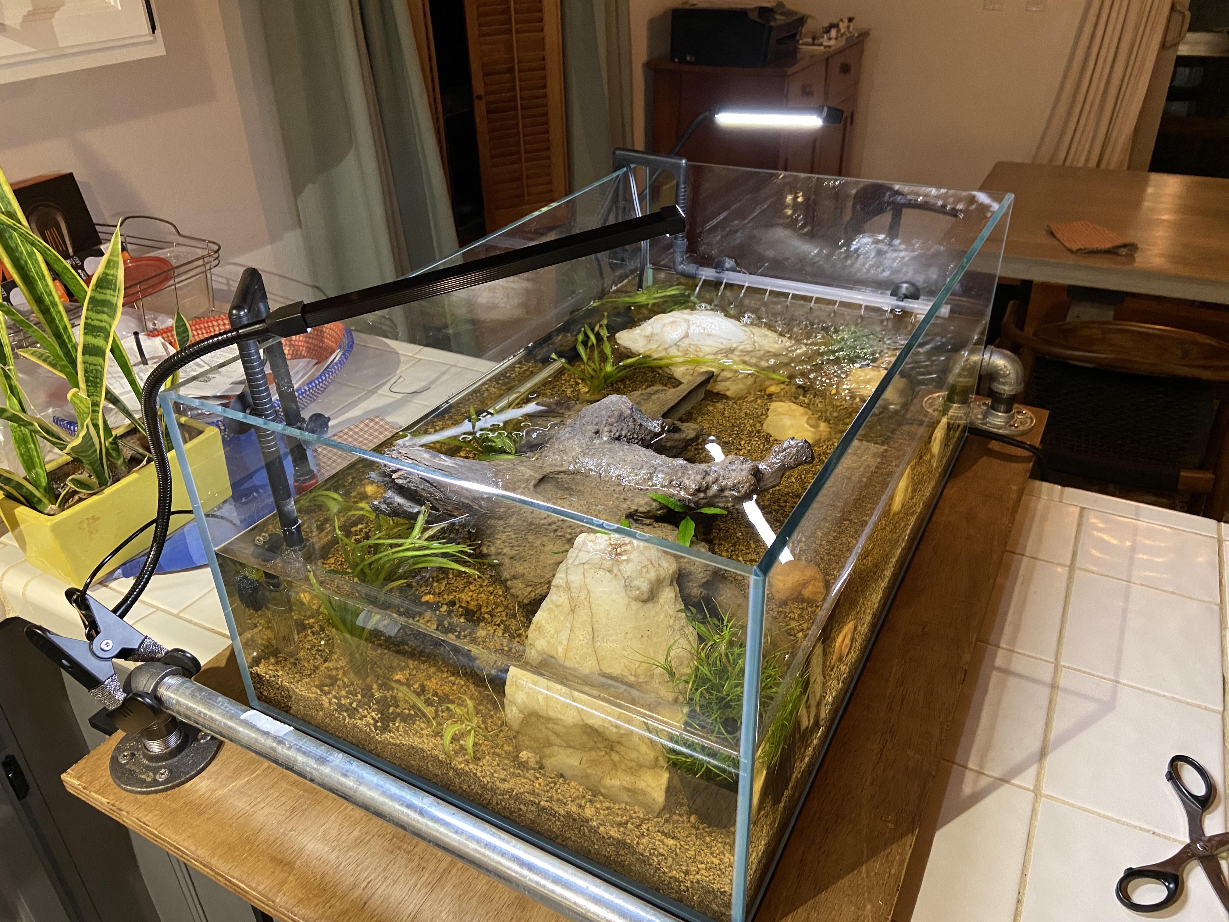 Stocking ideas, best fish for shallow tank? 39 gallon only about half full. Lots of hard scape