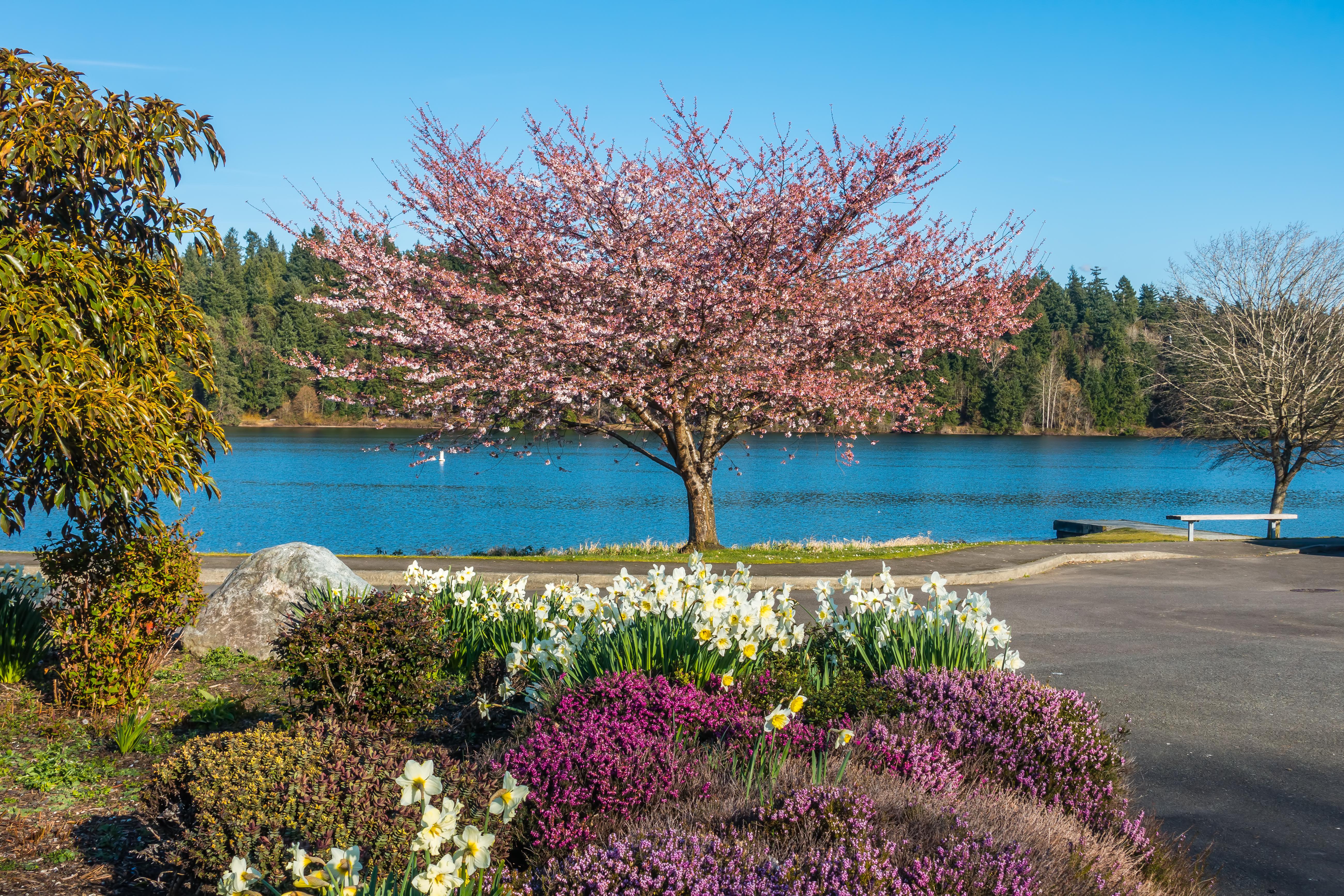 Spring flowers on the shore of Lake Washington. [OC] r/Washington