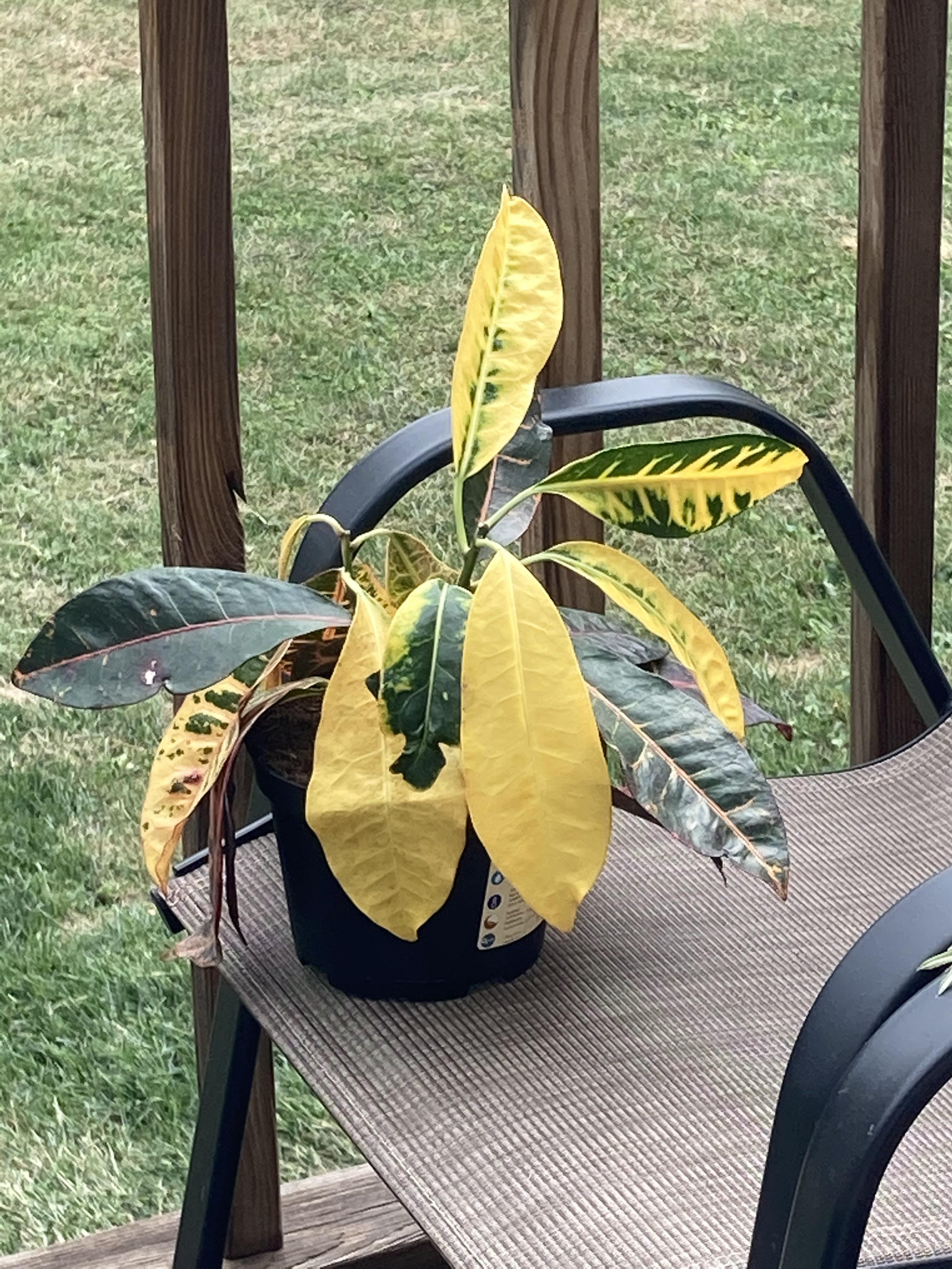 Croton drooping, please help! Recently I noticed that my Croton’s