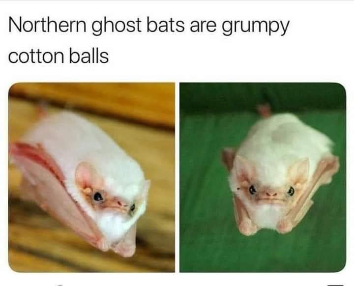 Grumpy cotton balls 😂 r/ViolentlyAdorable