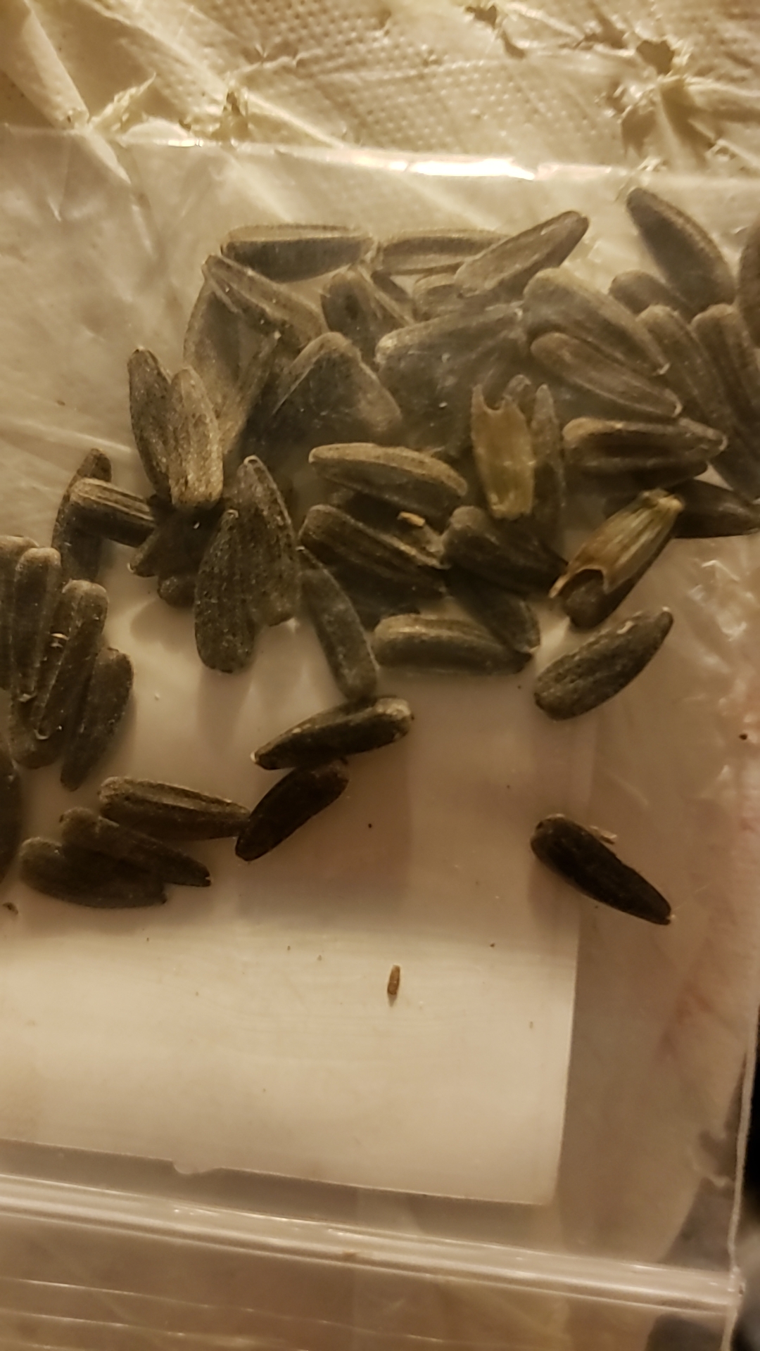 Can These Sunflower Seeds Germinate? Or Too Undeveloped? r/gardening