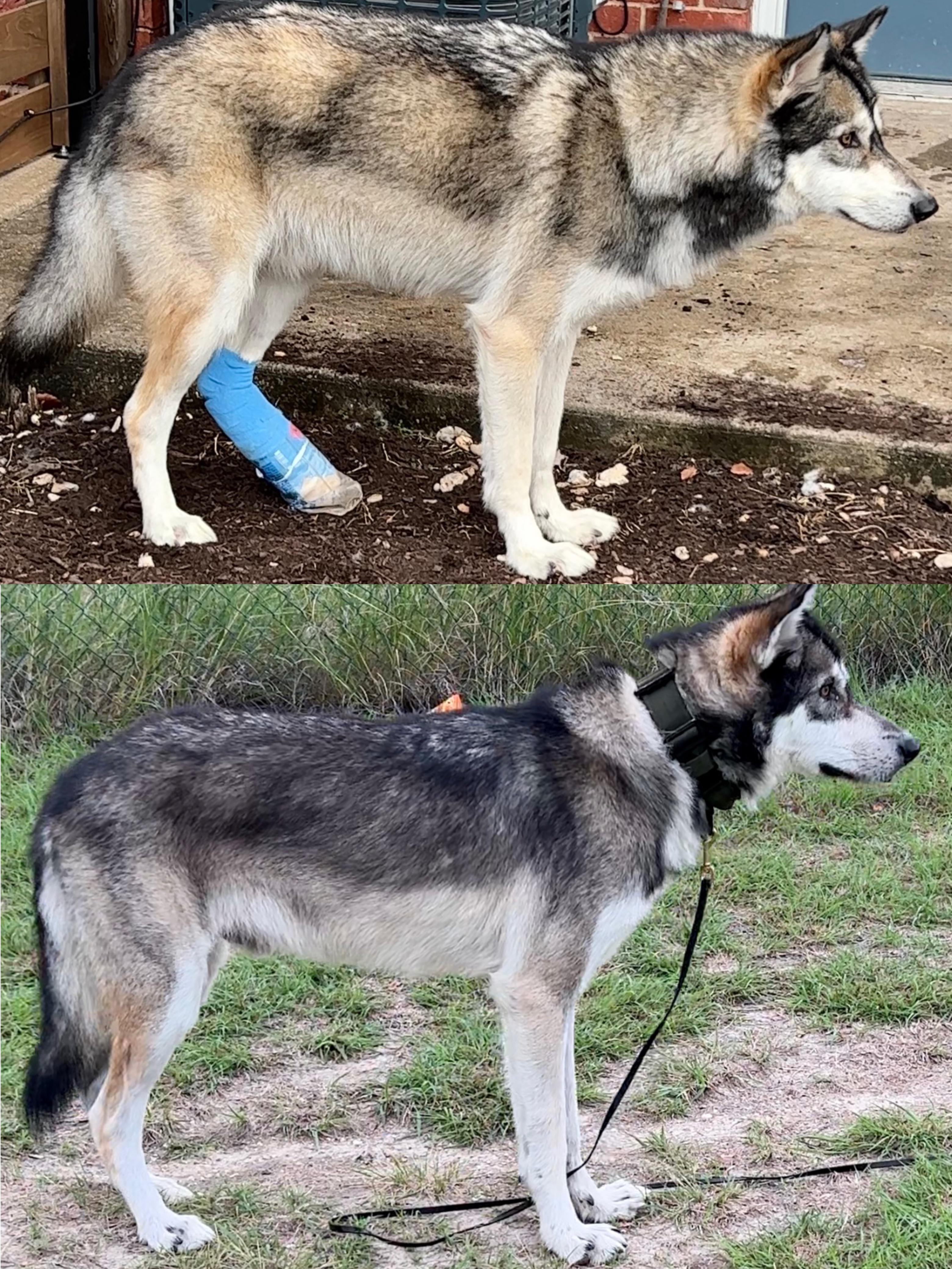 Winter vs Summer coat. I wonder if he’ll be as dark this summer. r