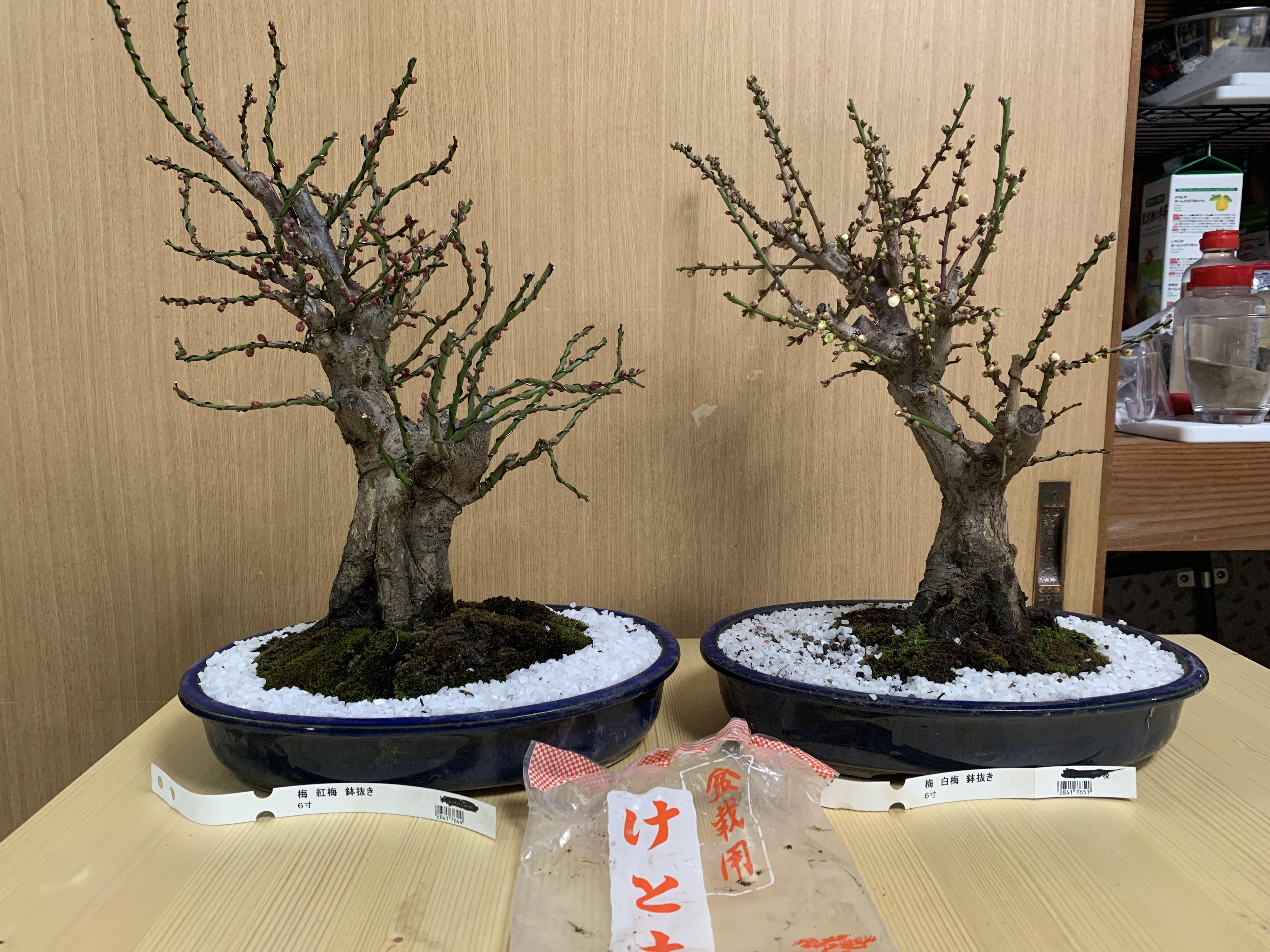 Absolute beginner with both bonsai and Reddit. Any advice Full